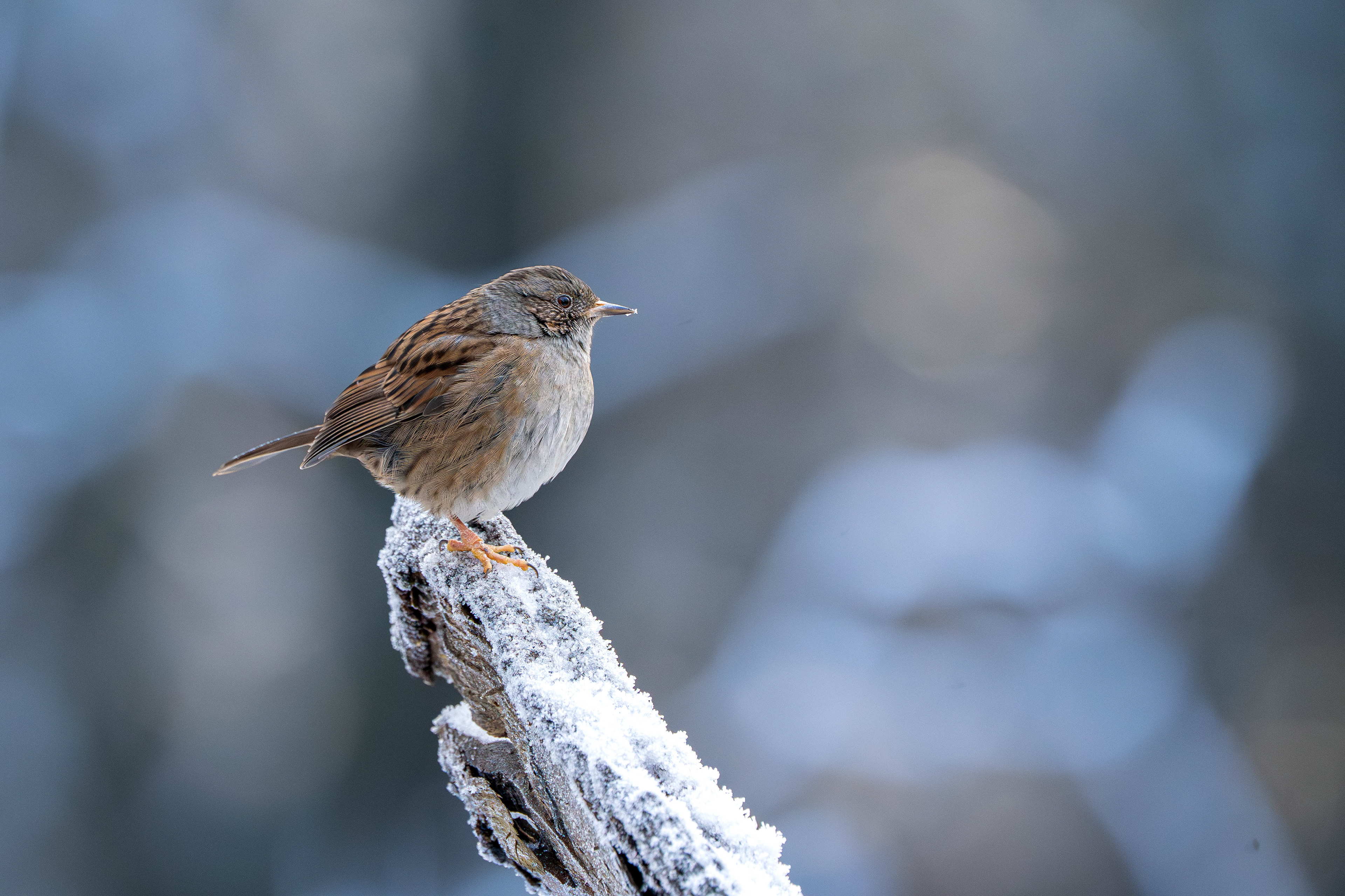 Dunnock (Once known has Hedge Sparrow)