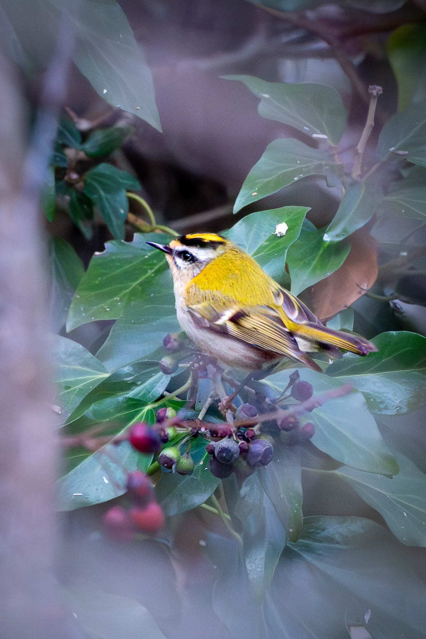 Firecrest