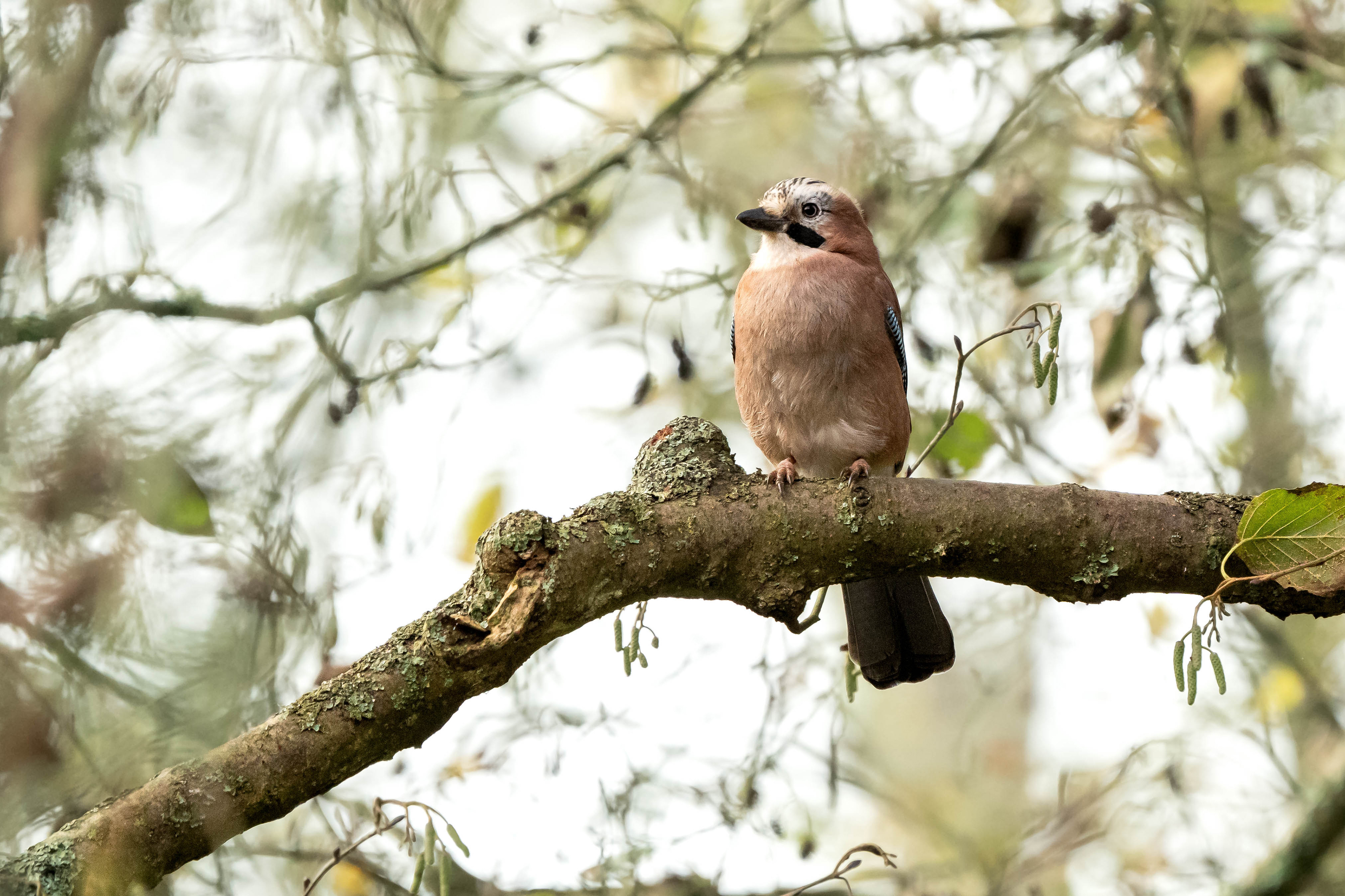 Eurasian Jay