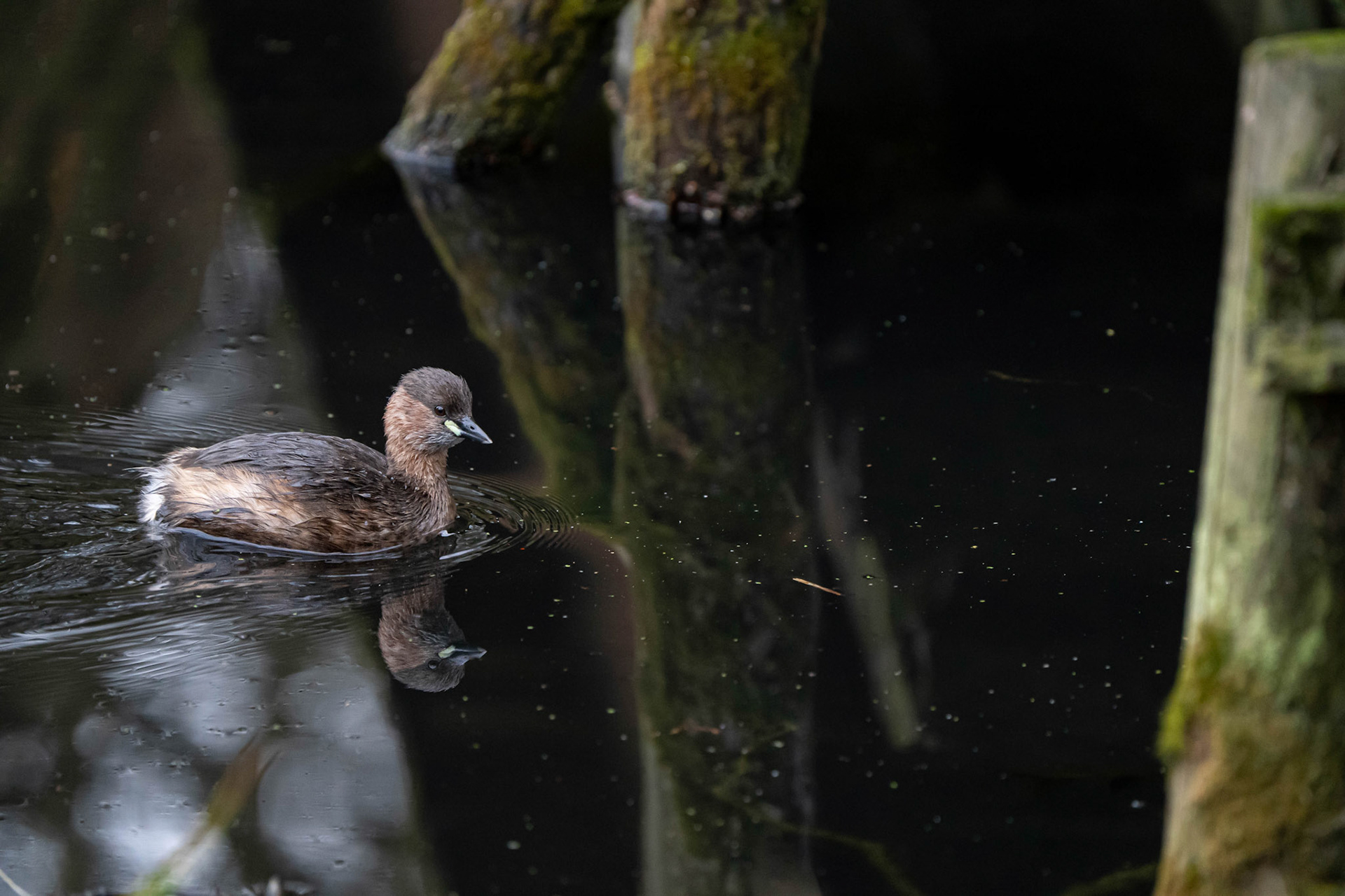 Little Grebe