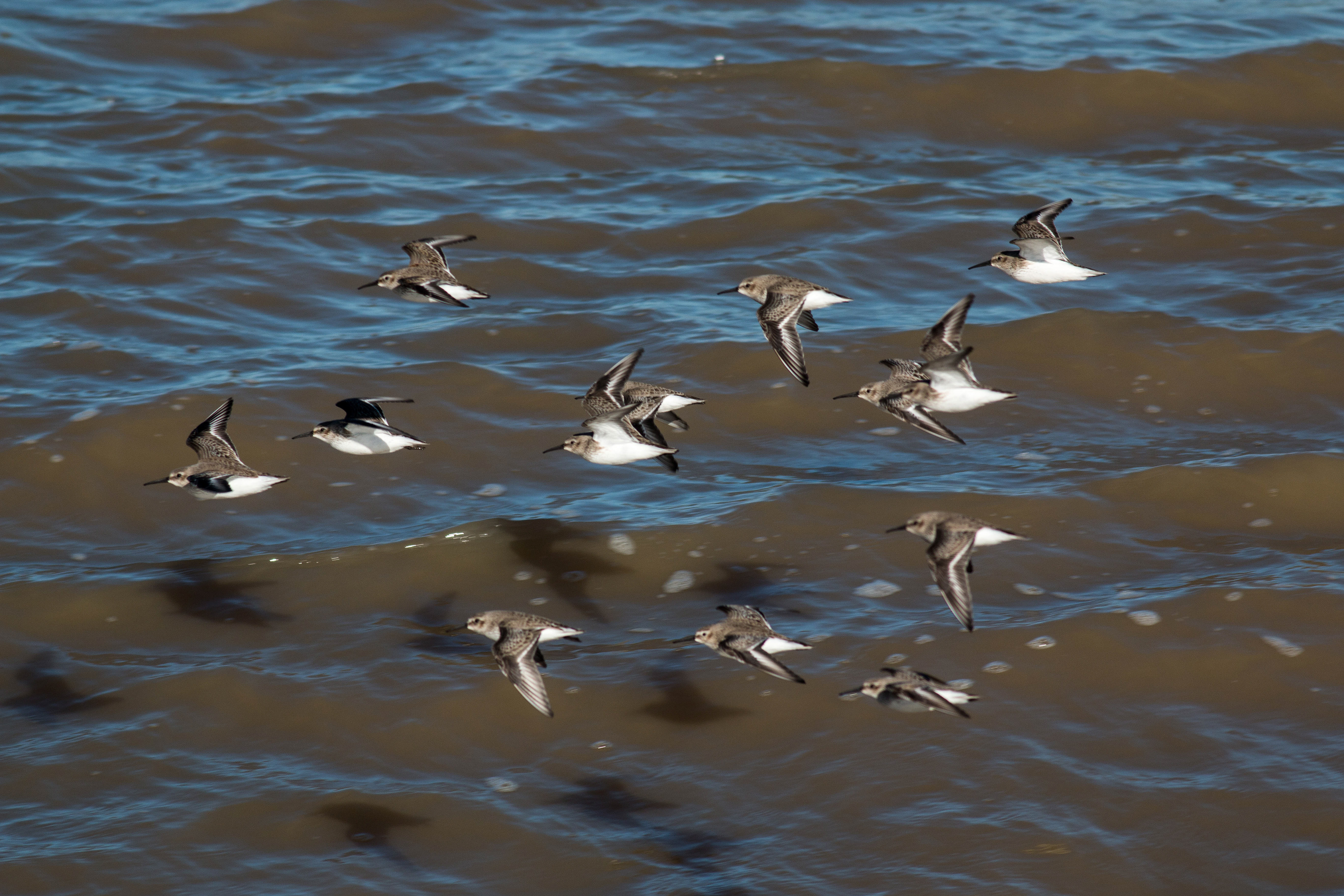 Dunlin in Flight