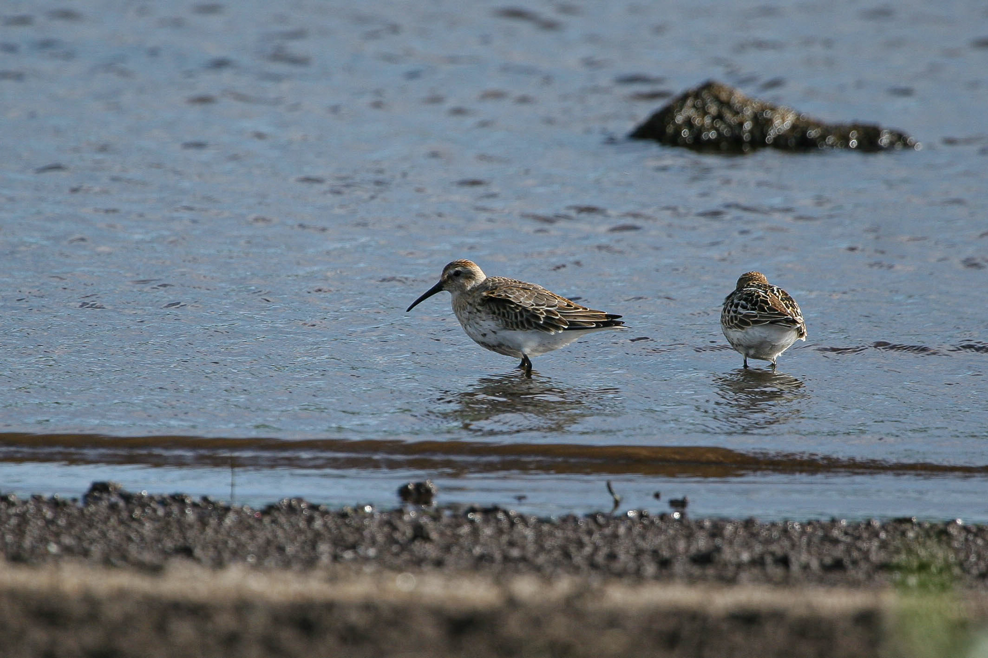 Dunlin