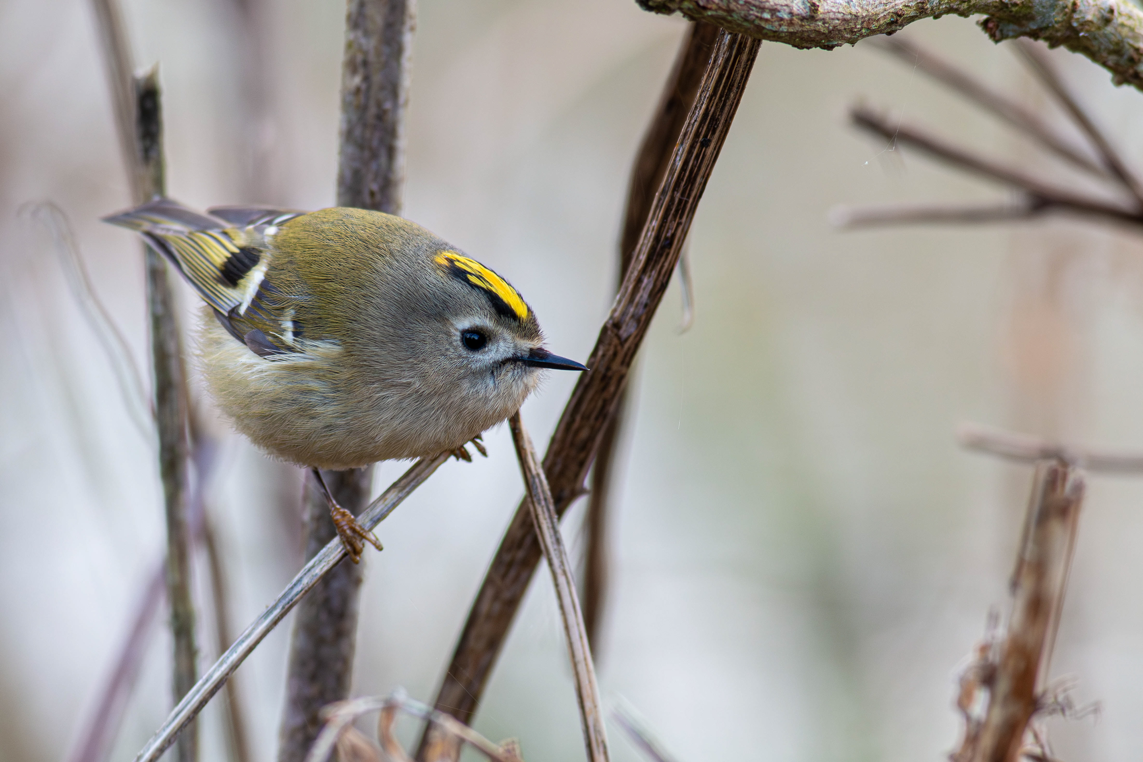 Goldcrest