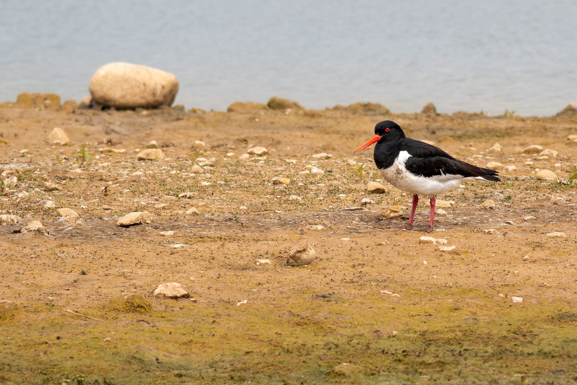 Oystercatcher