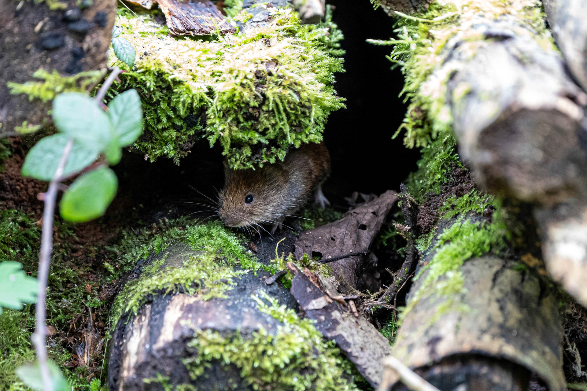 Bank Vole