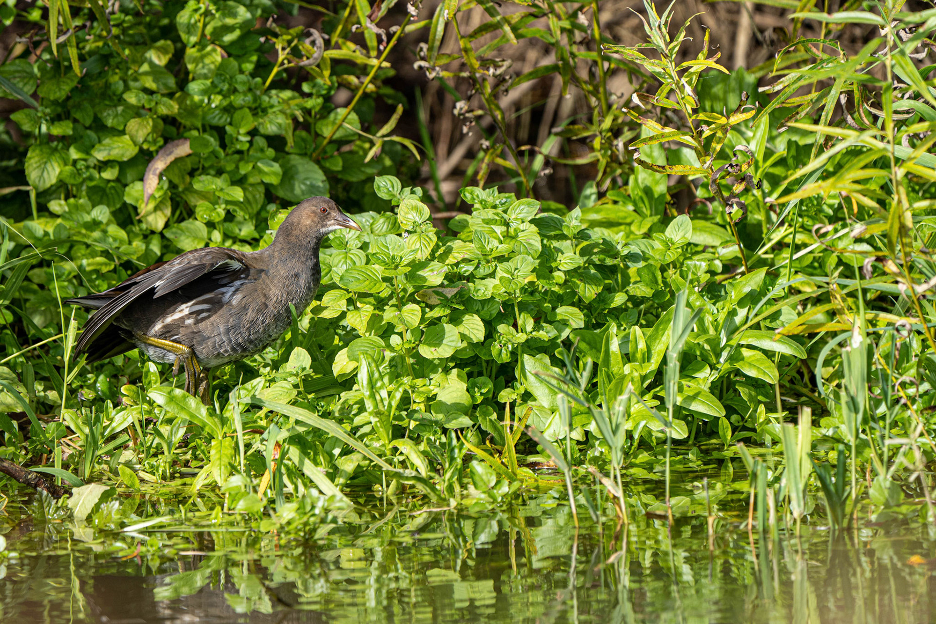 Moorhen