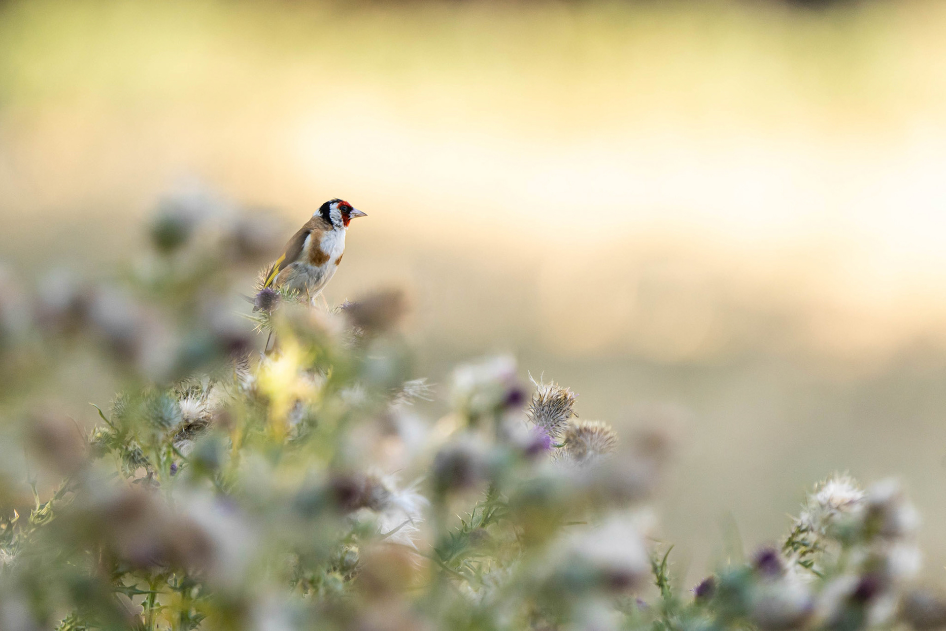 European Goldfinch
