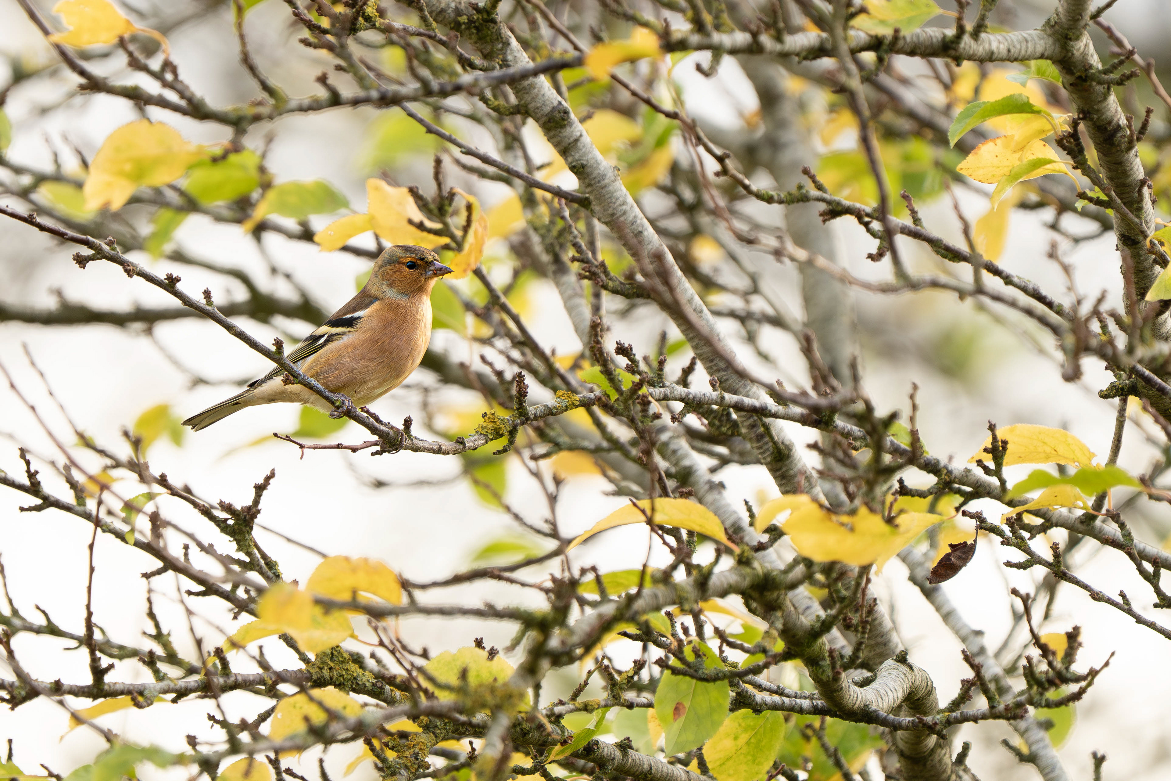 Chaffinch (Male)