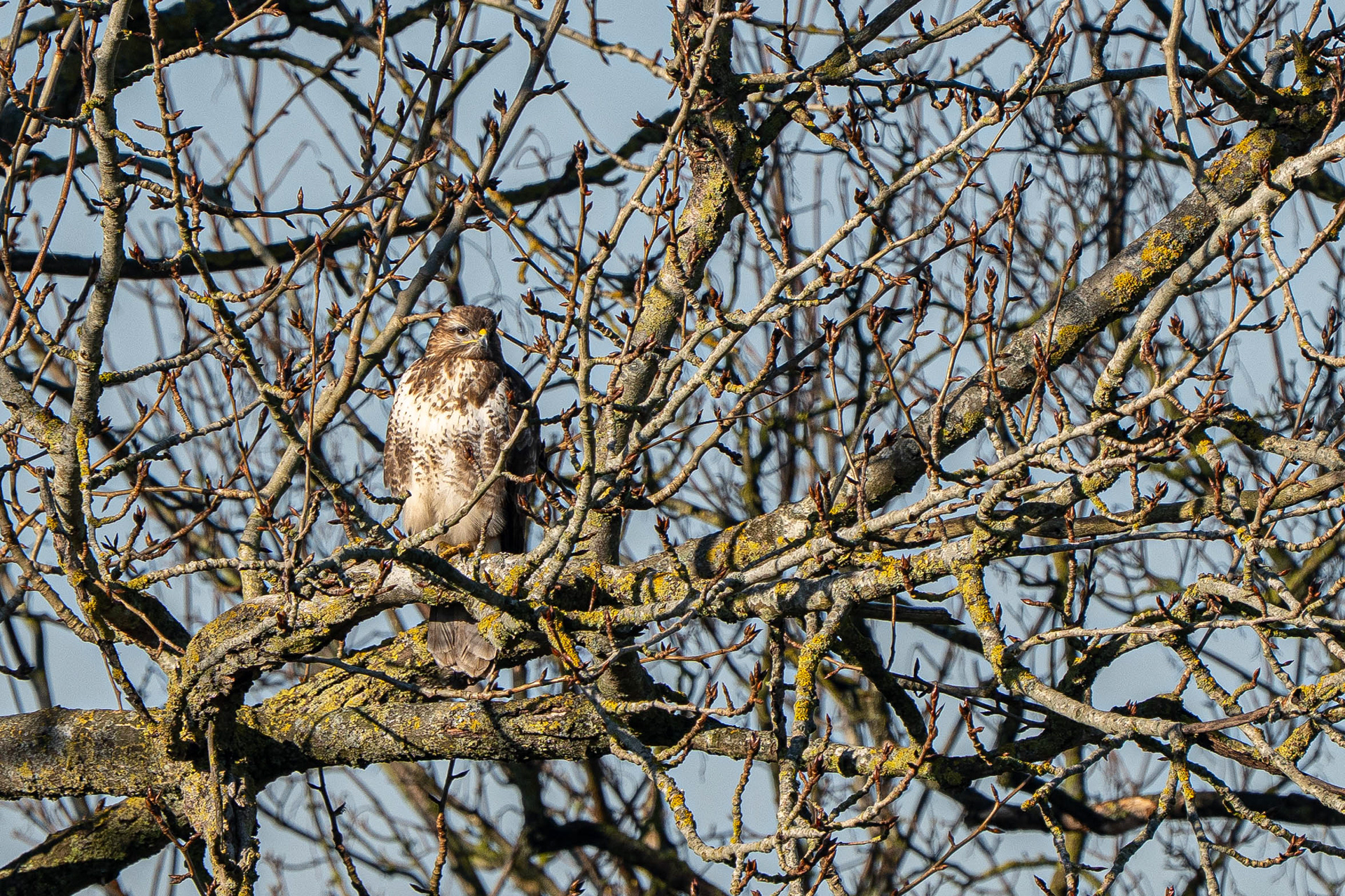 Common Buzzard