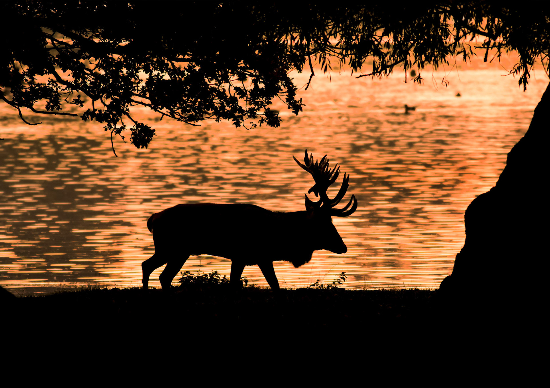 Red Deer