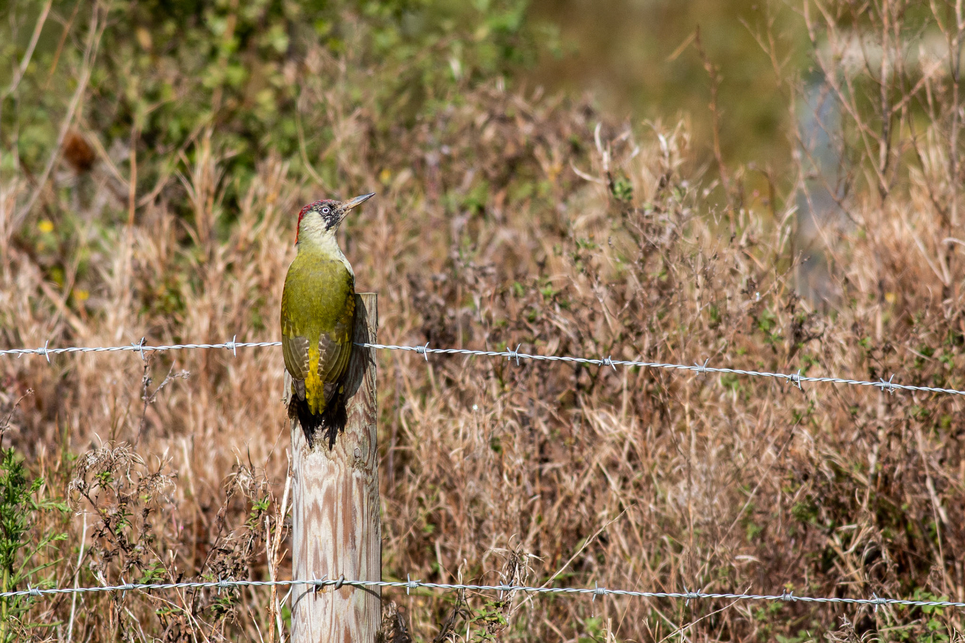 Green Woodpecker