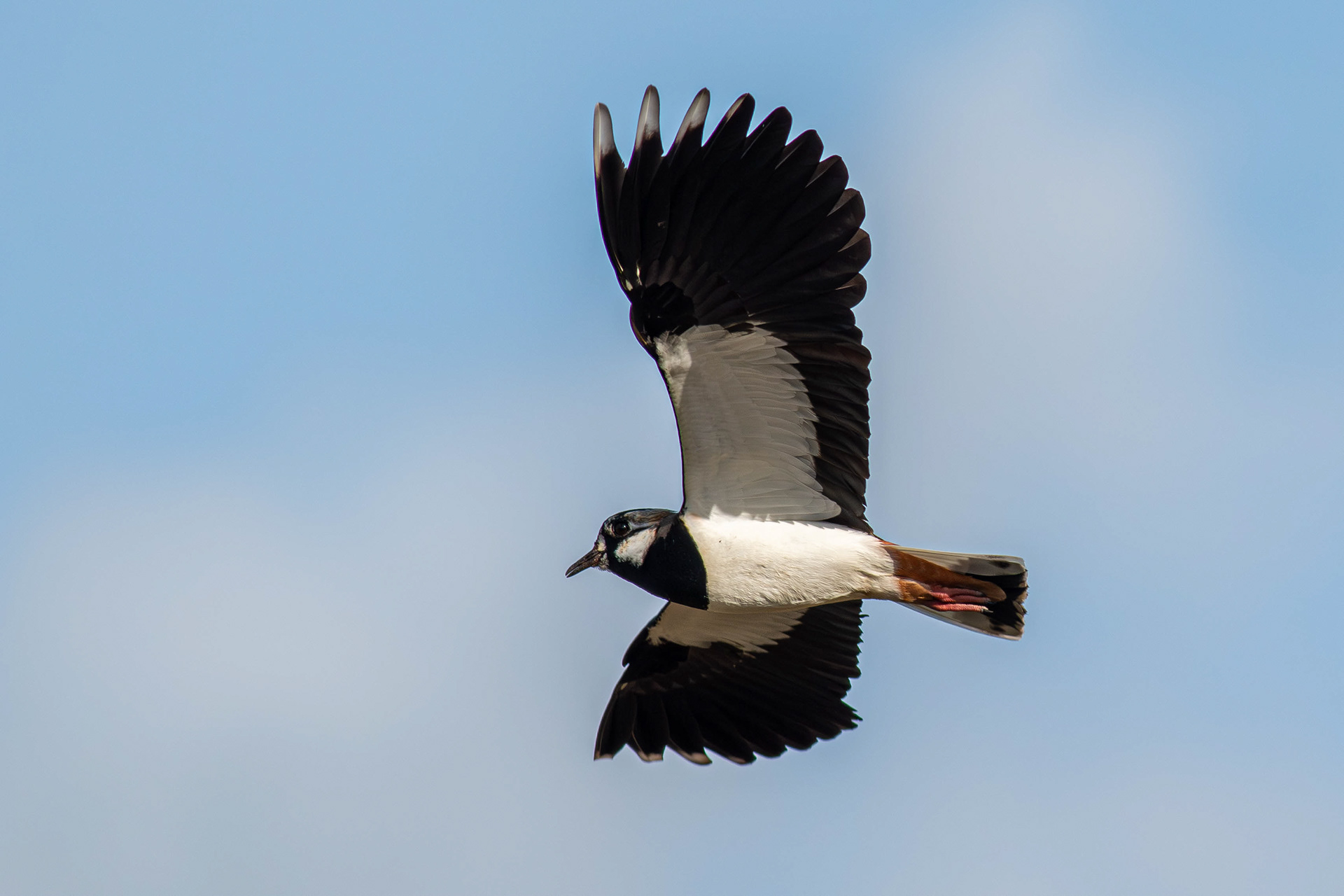 Lapwing in flight