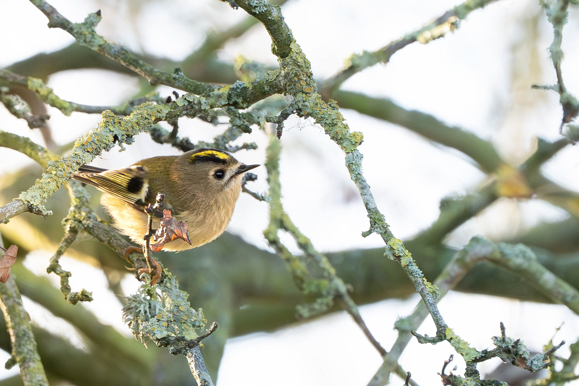 Goldcrest