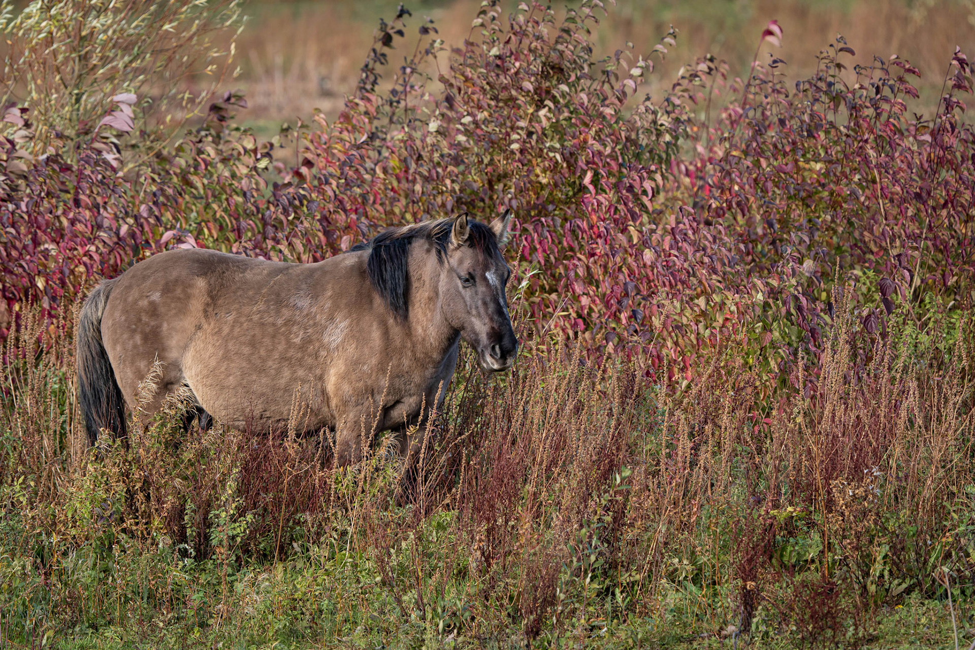 Konik Ponies