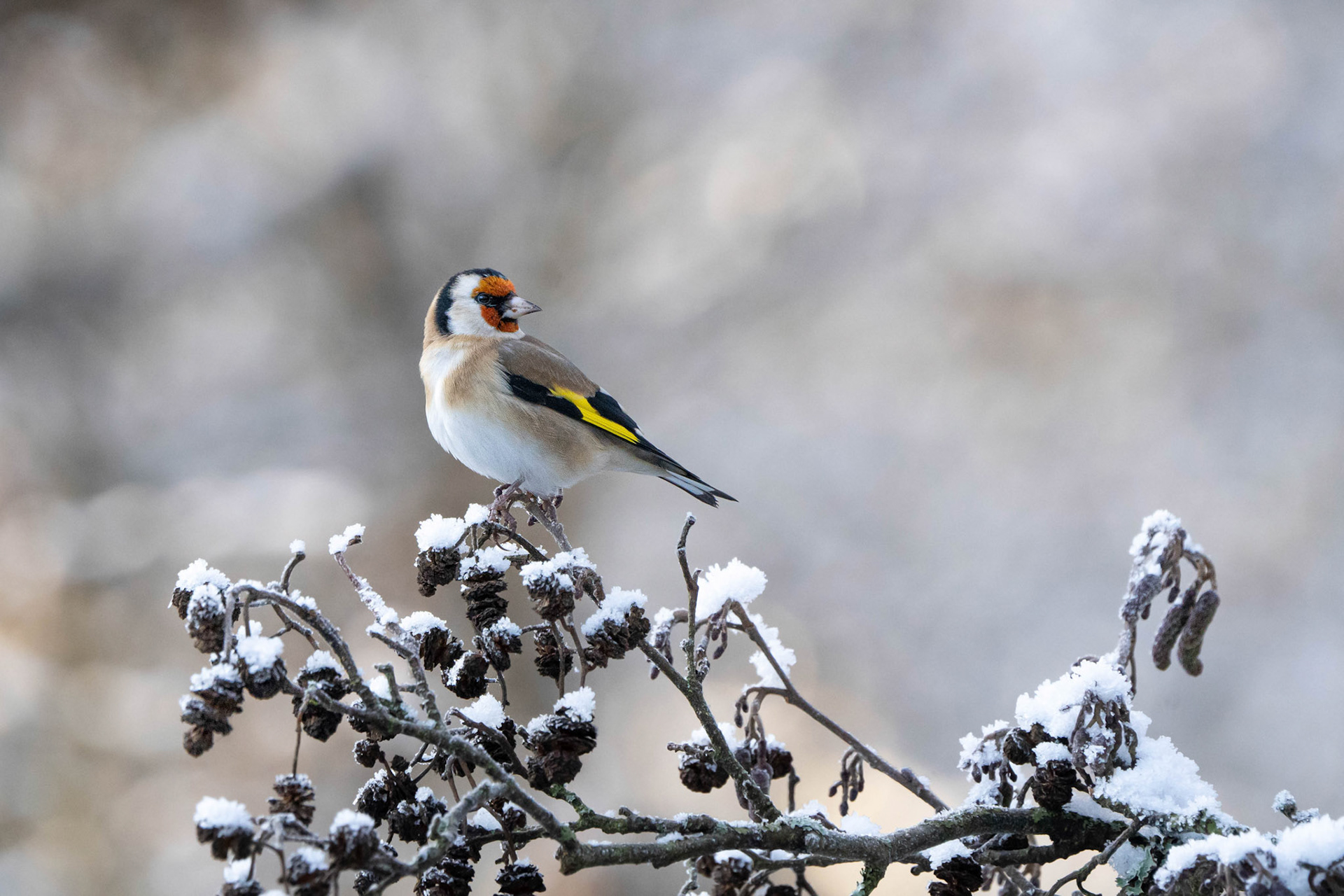 European Goldfinch