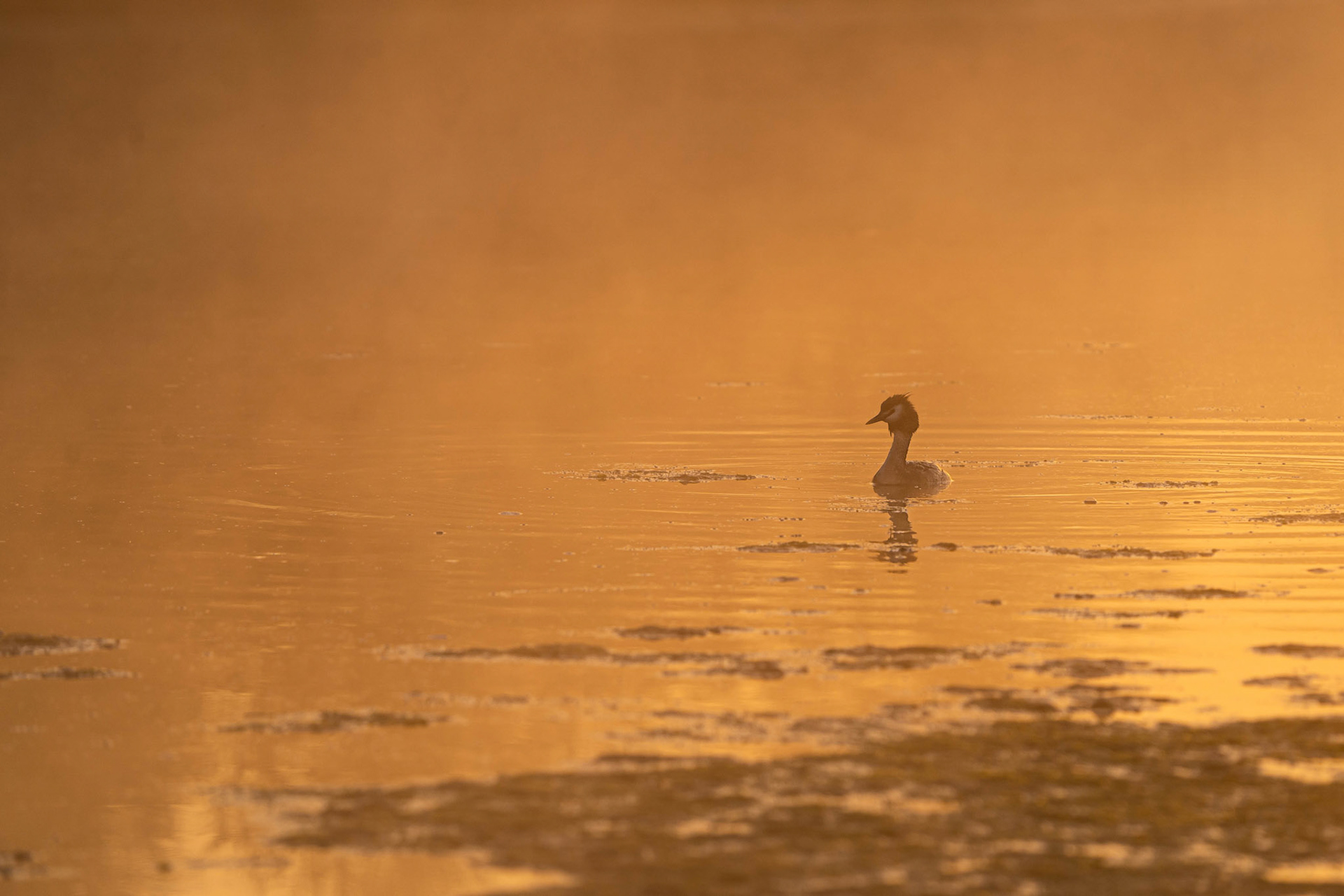 Great Crested Grebe