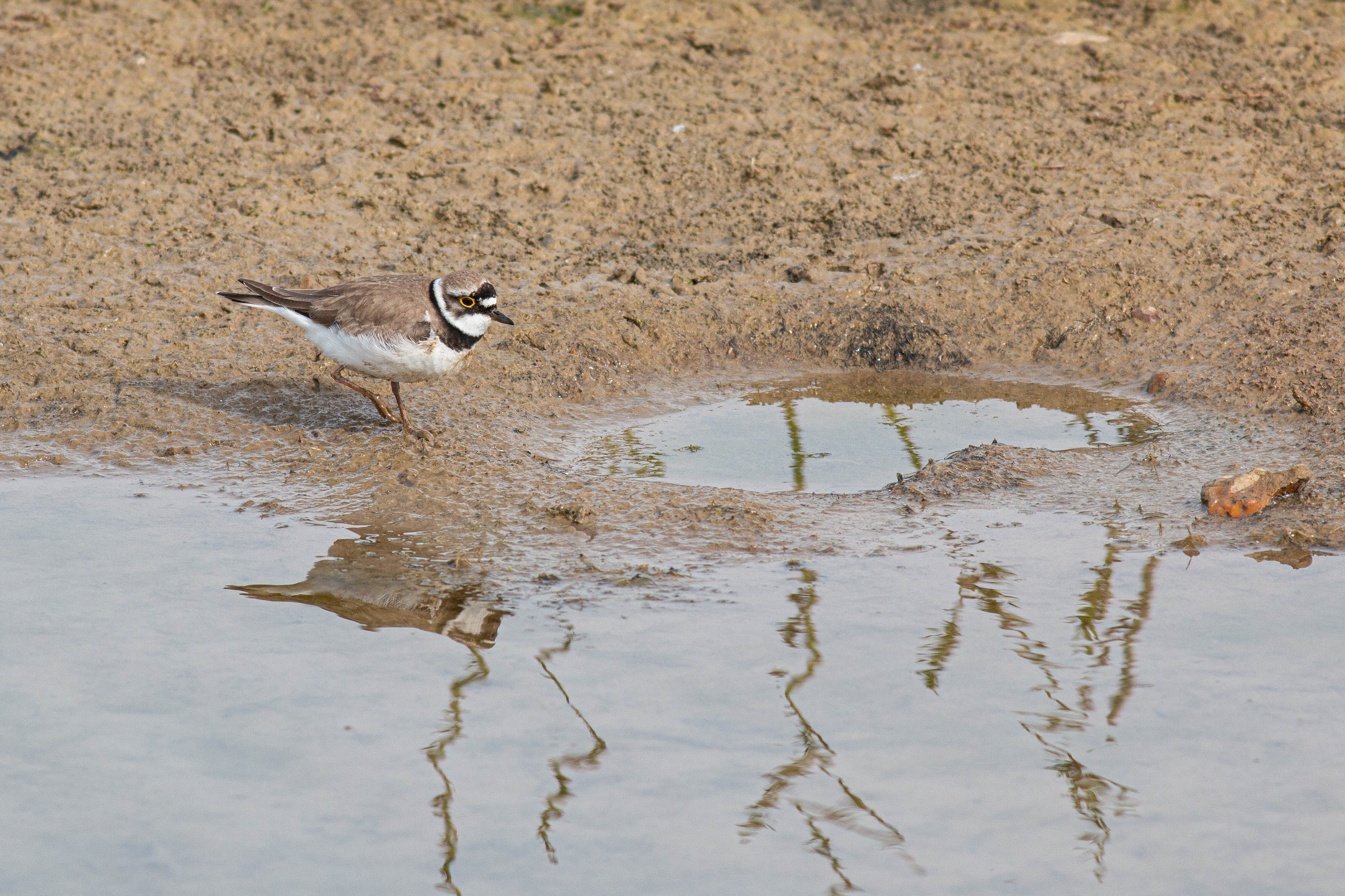 Little Ringed Plover