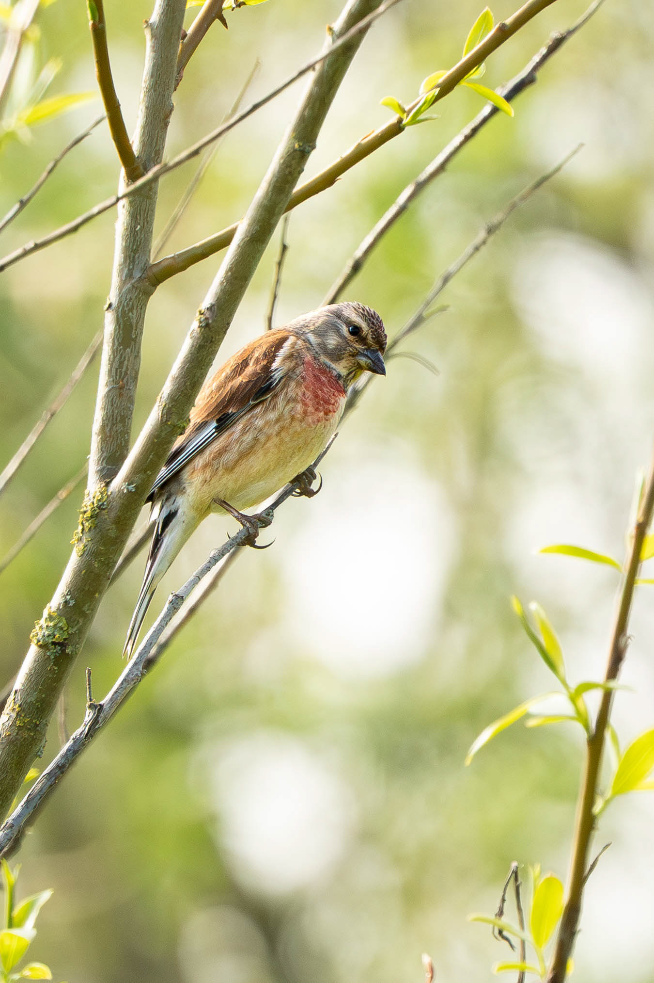 Linnet