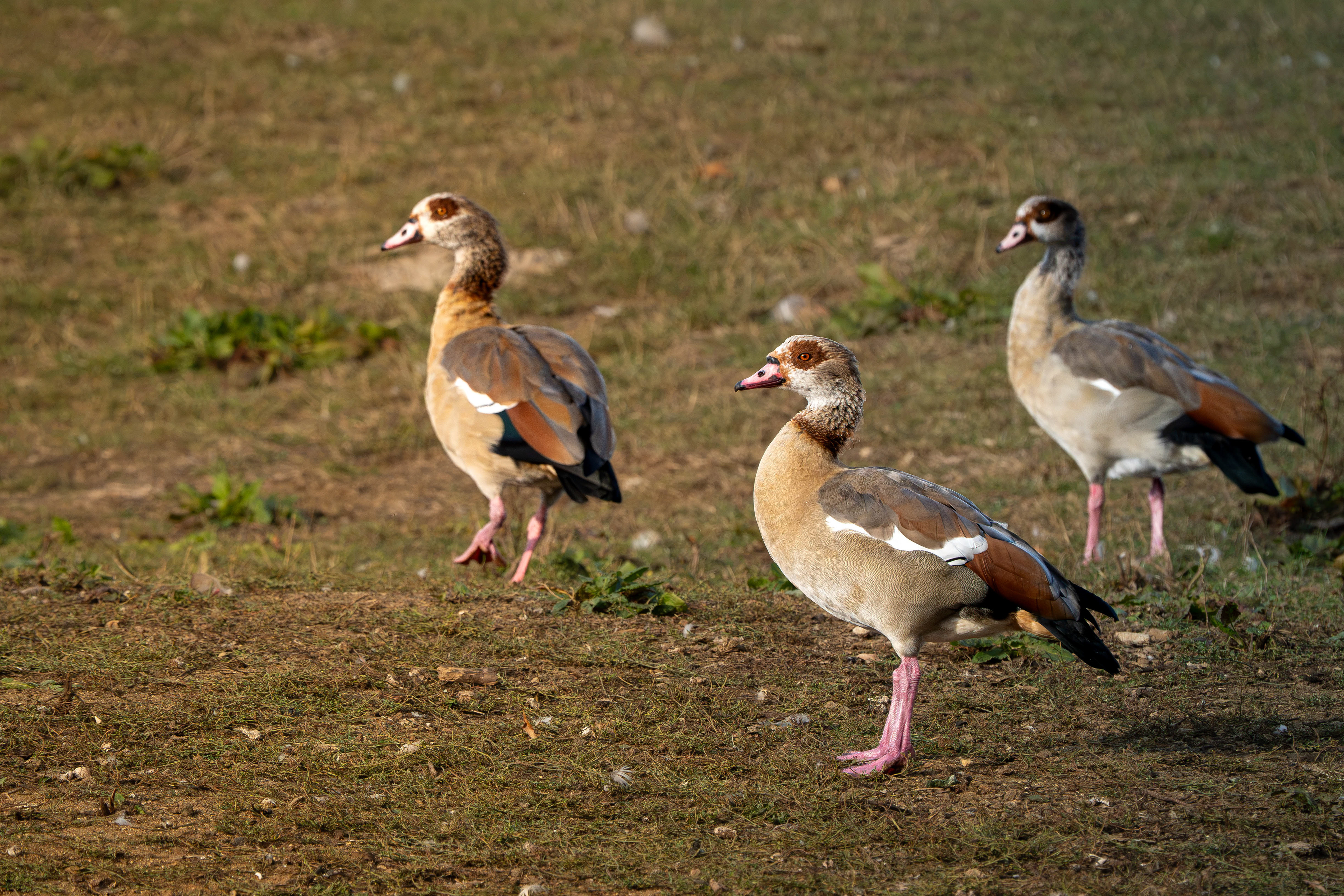 Egyptian Goose