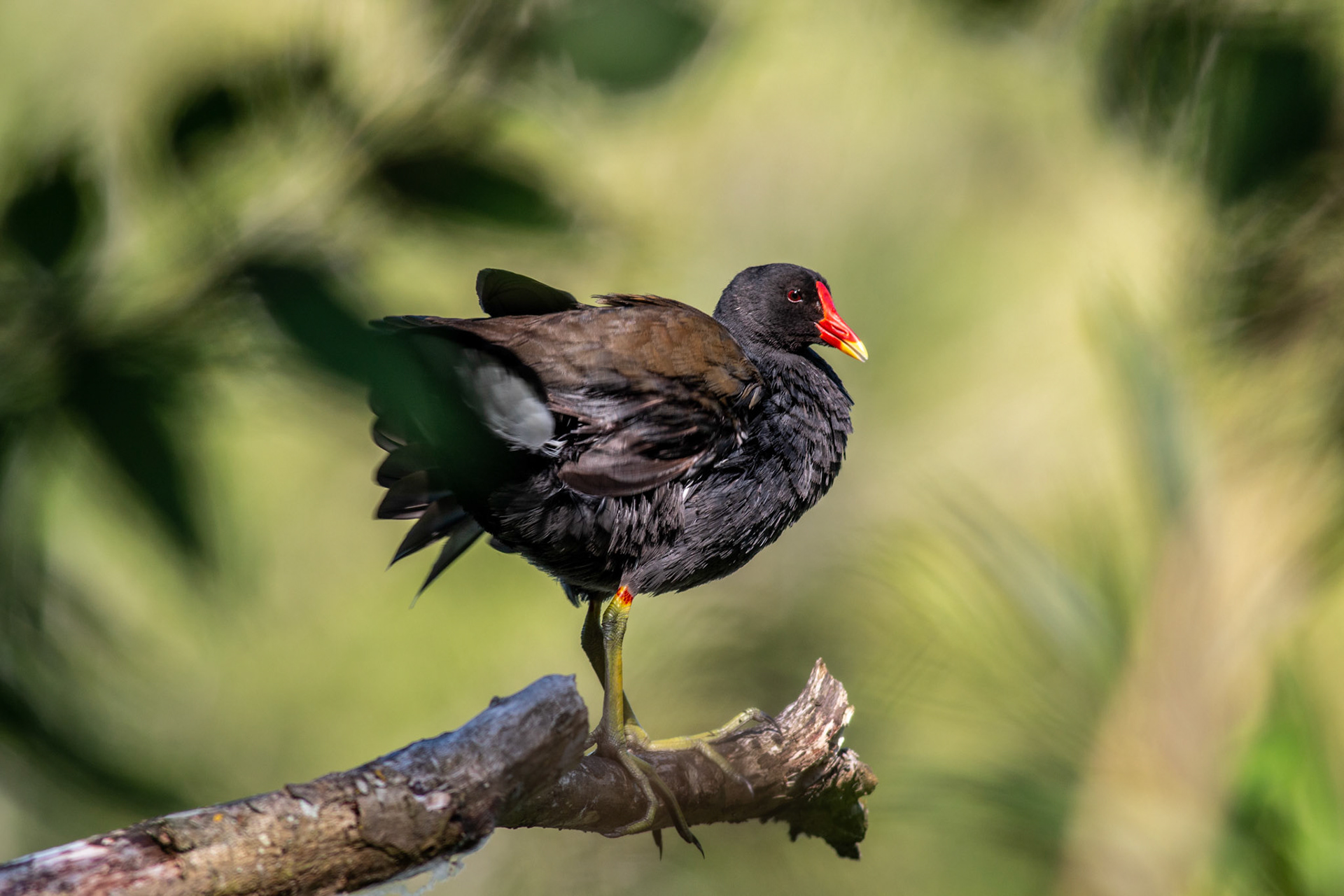 Moorhen