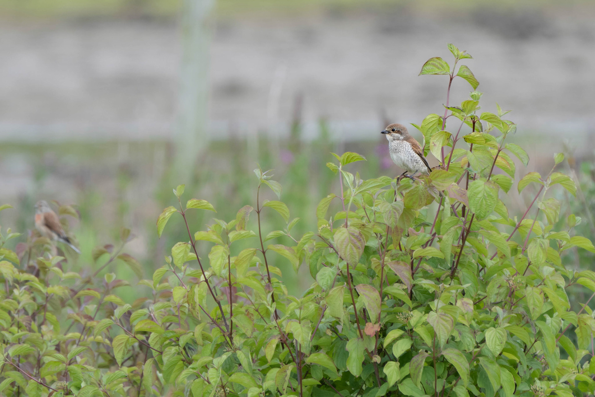 Red-Backed Shrike