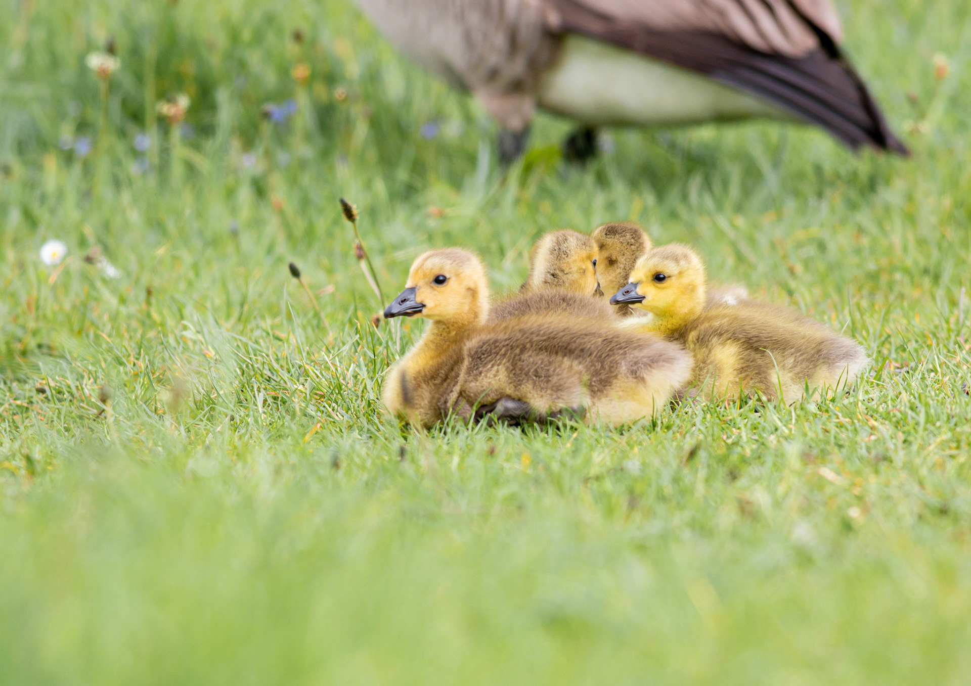 Canada Goose chicks