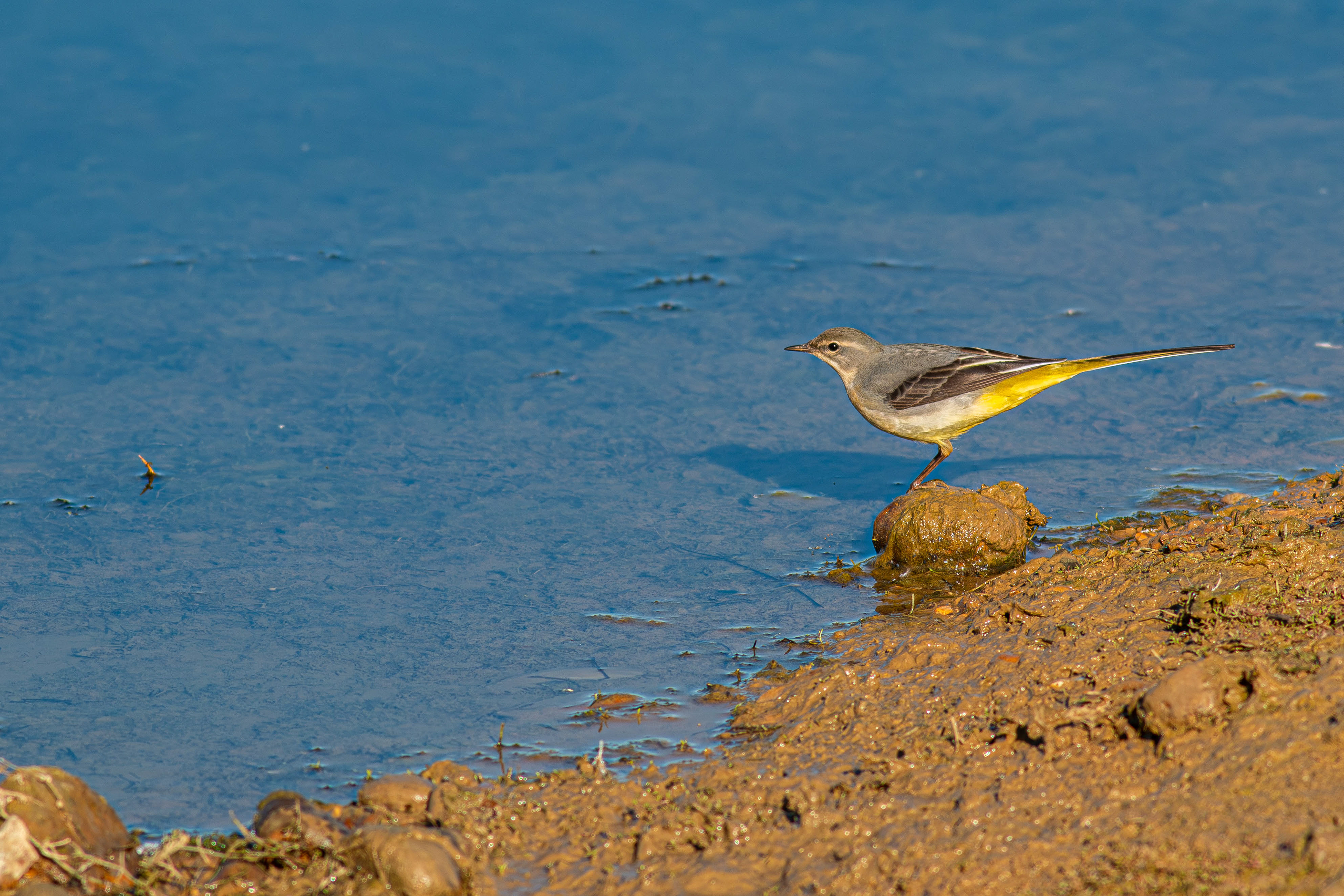Grey Wagtail