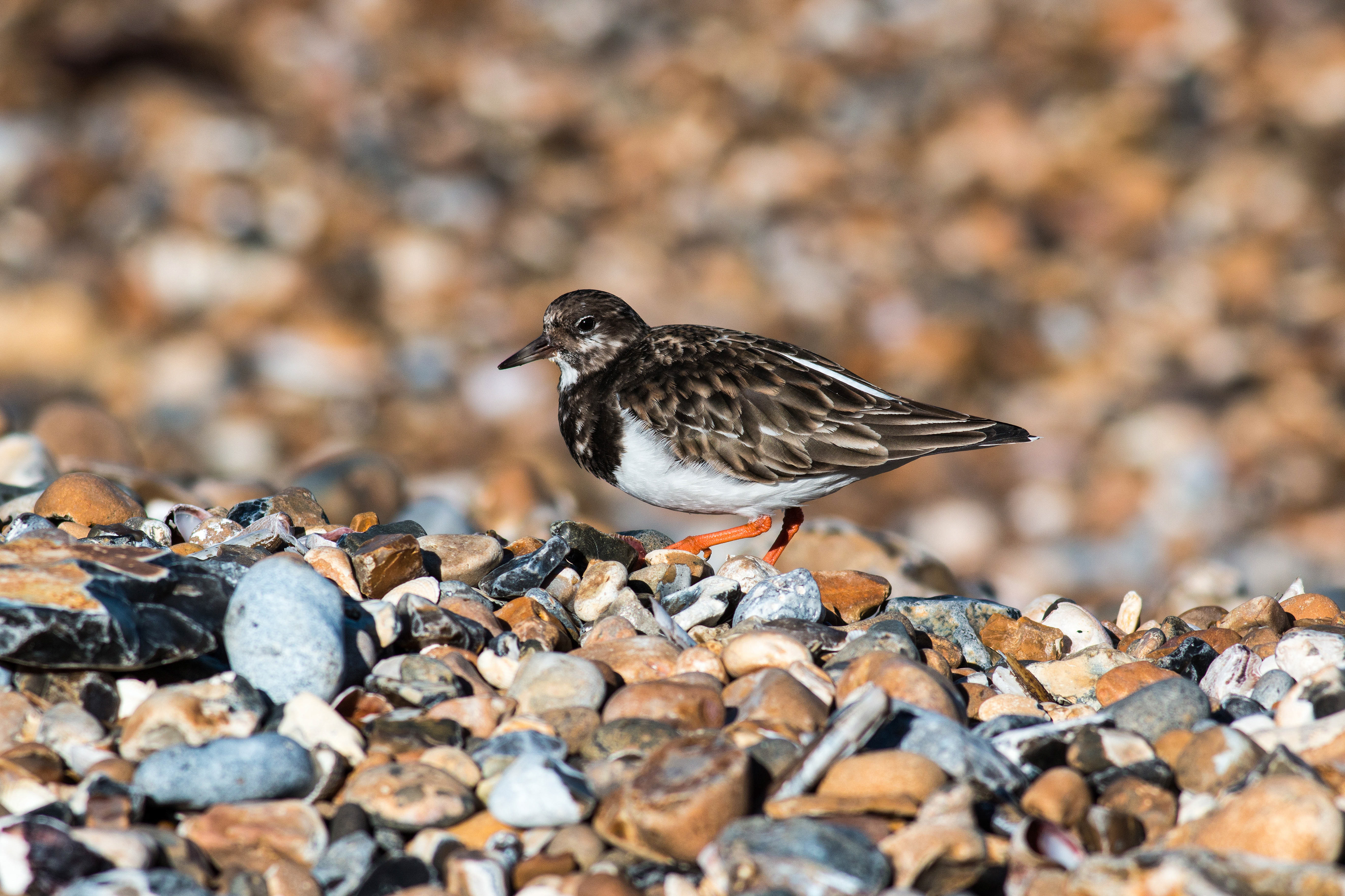 Turnstone