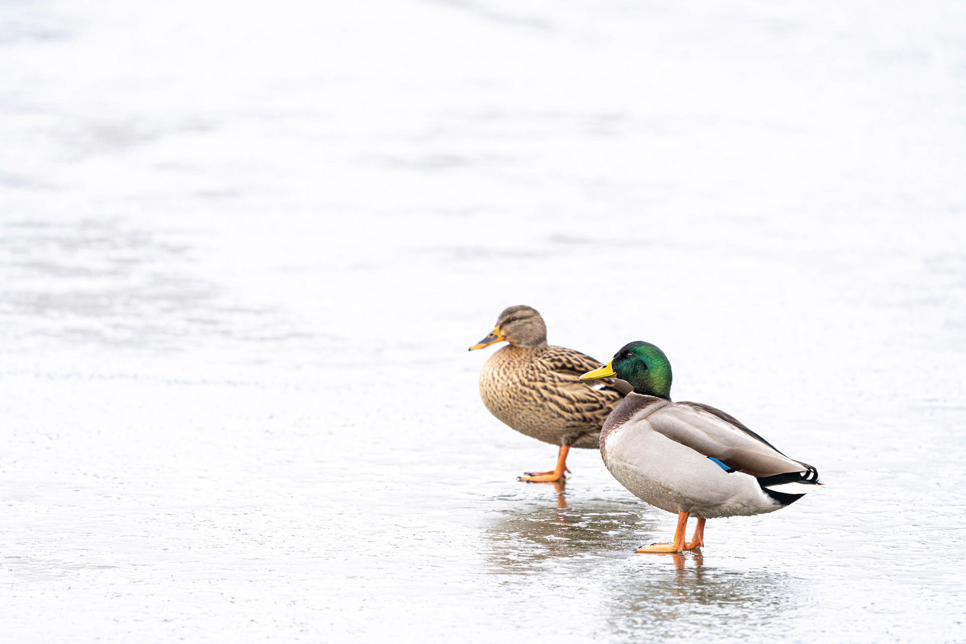 Mallard on Ice