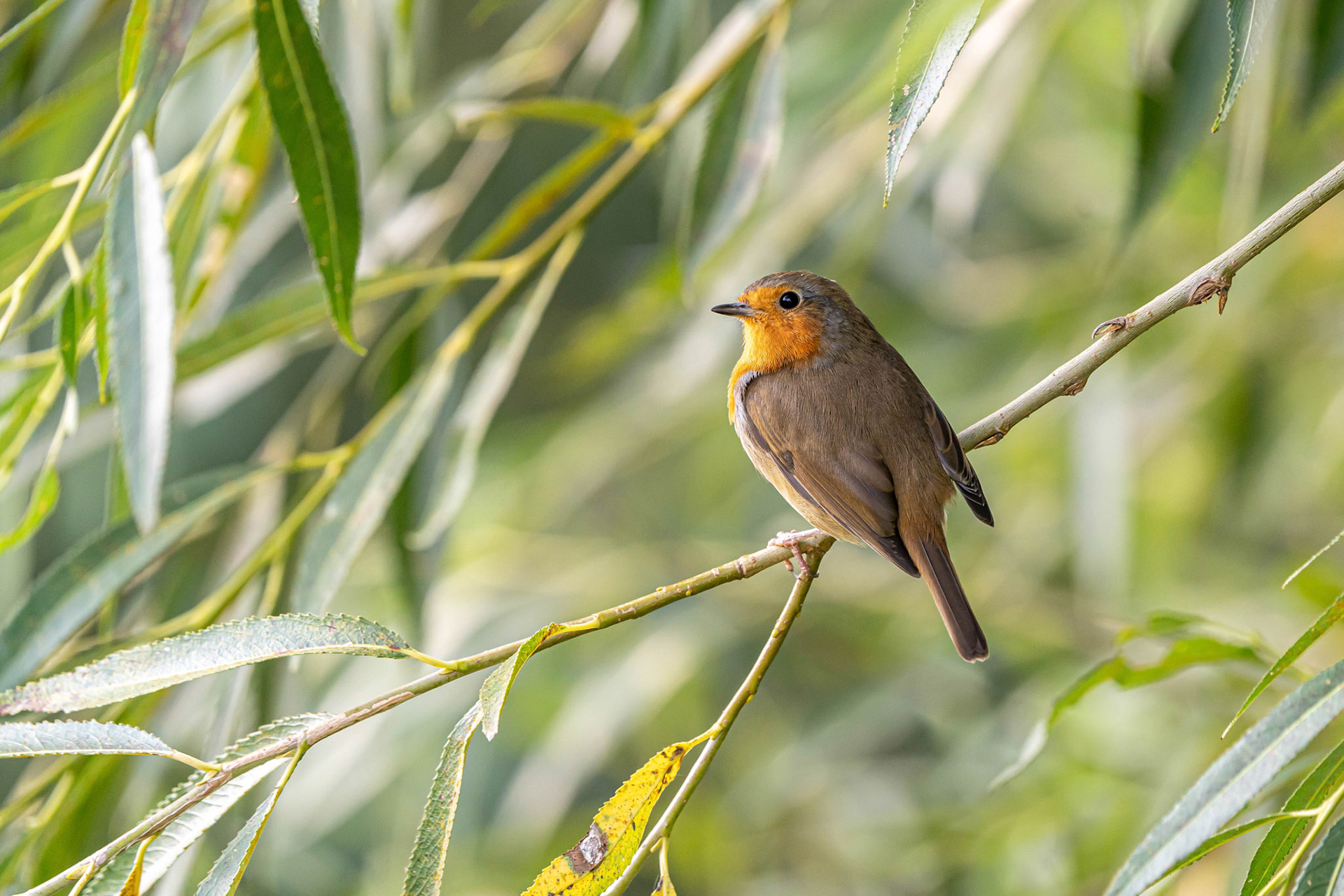 European Robin