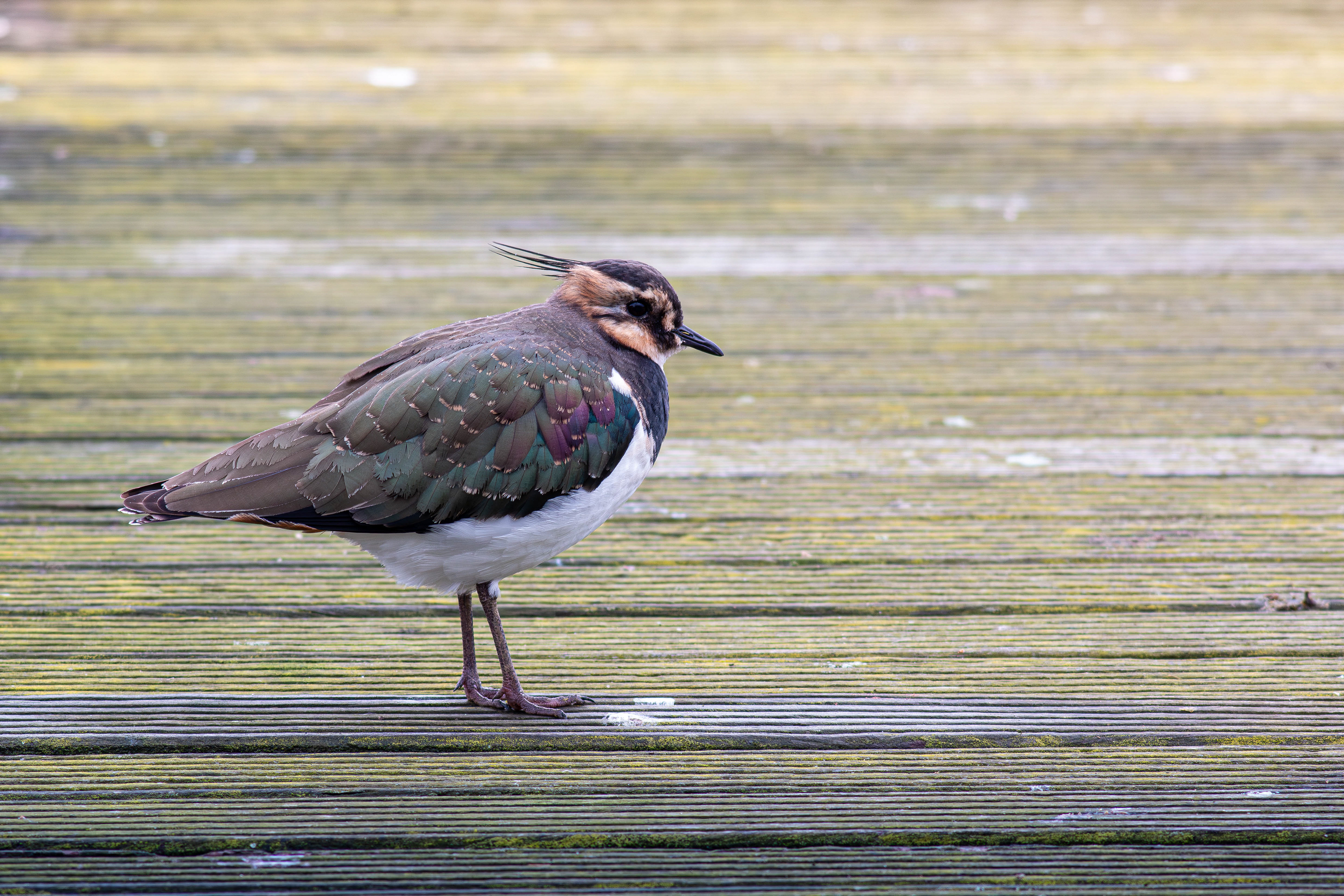 Lapwing in winter