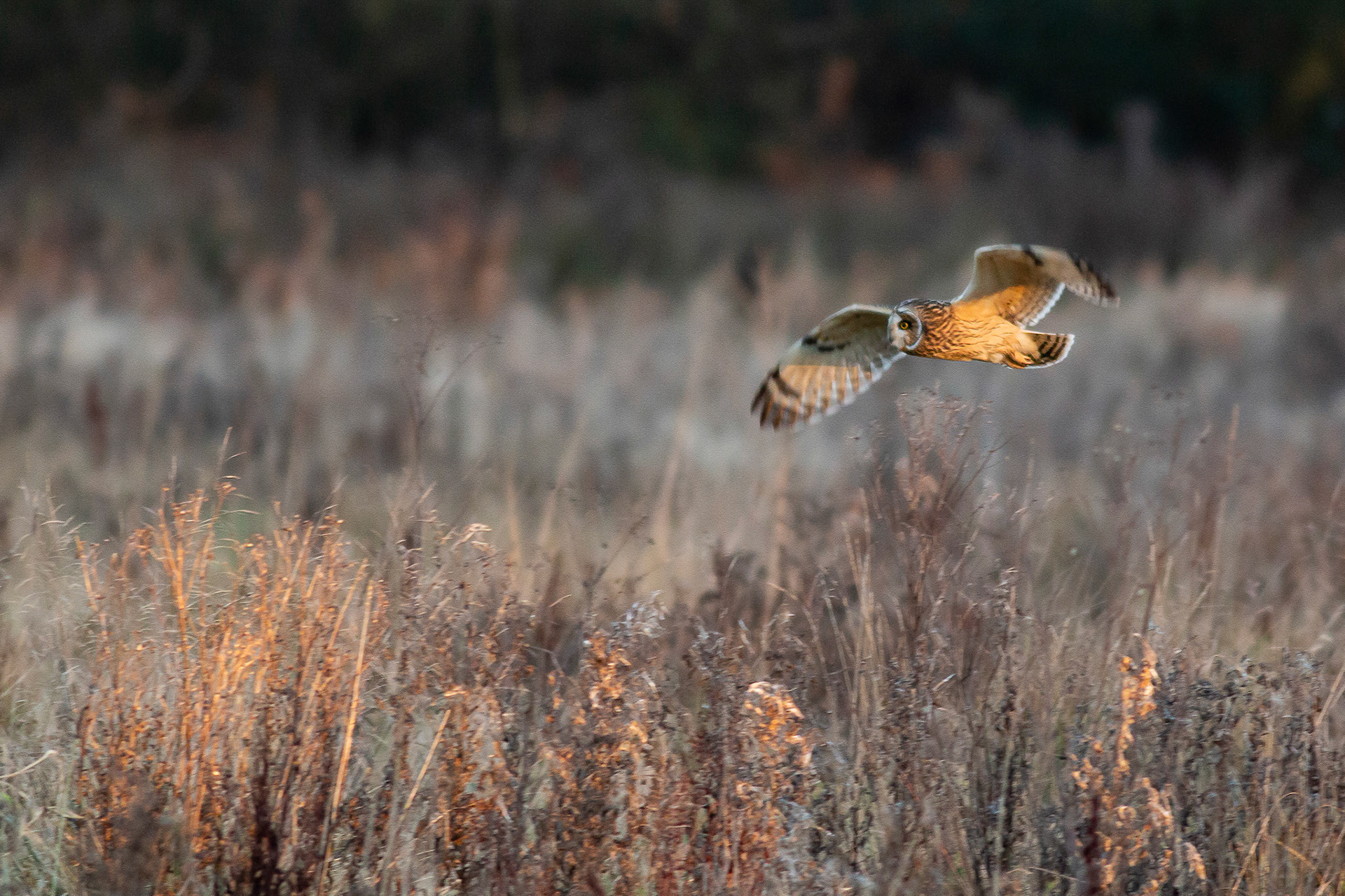 Short-eared Owl