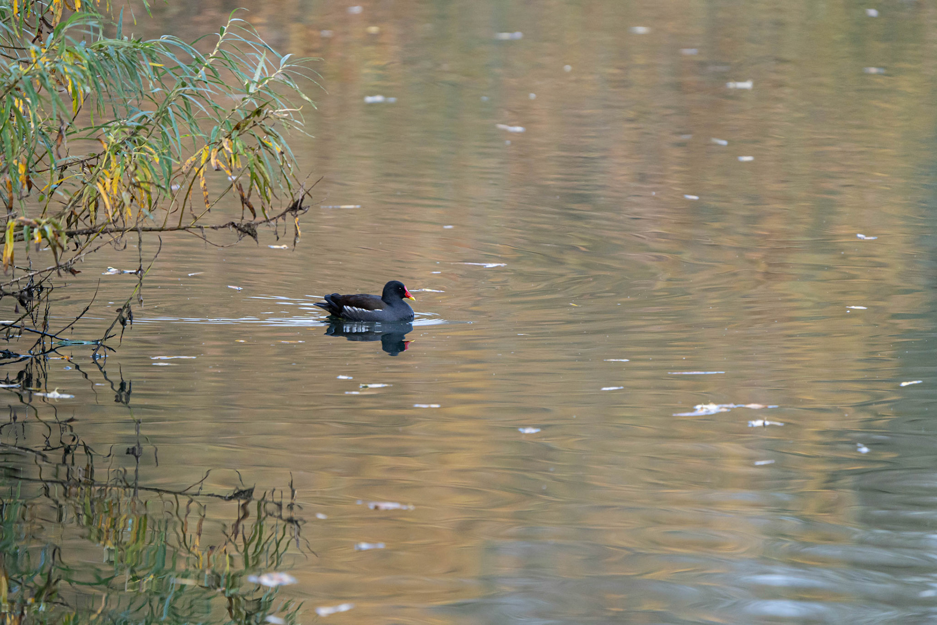 Moorhen