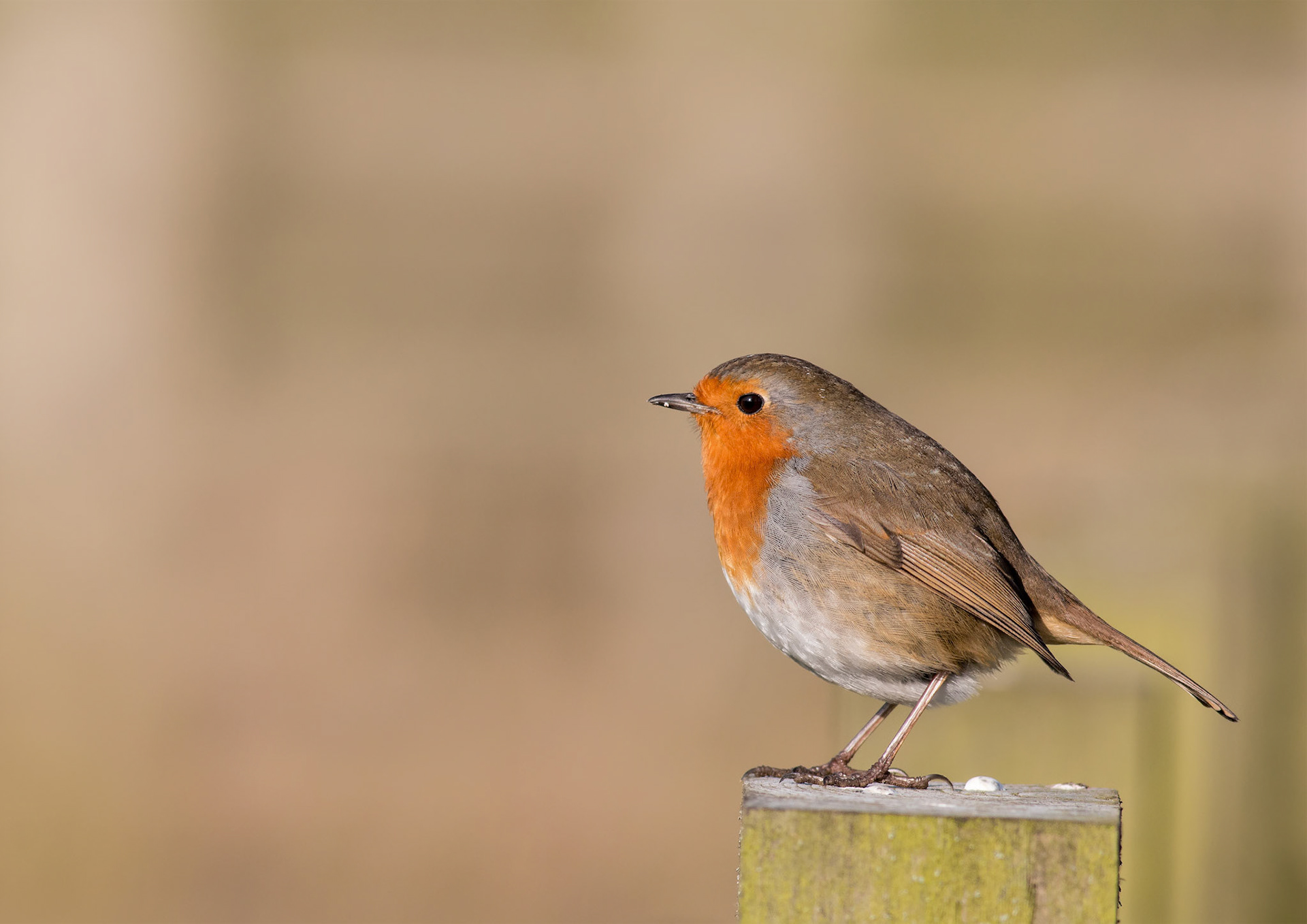 European Robin