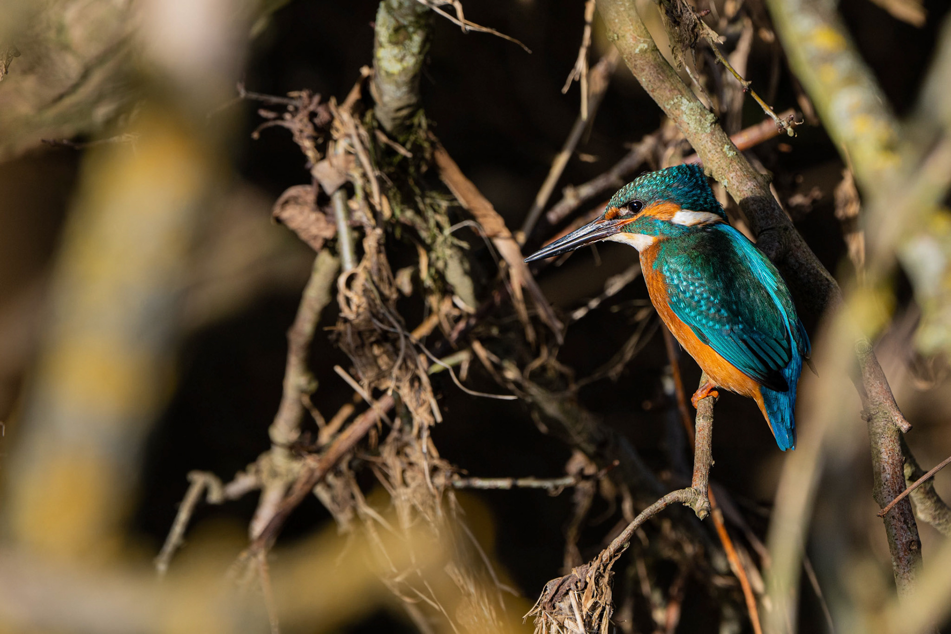 Common Kingfisher