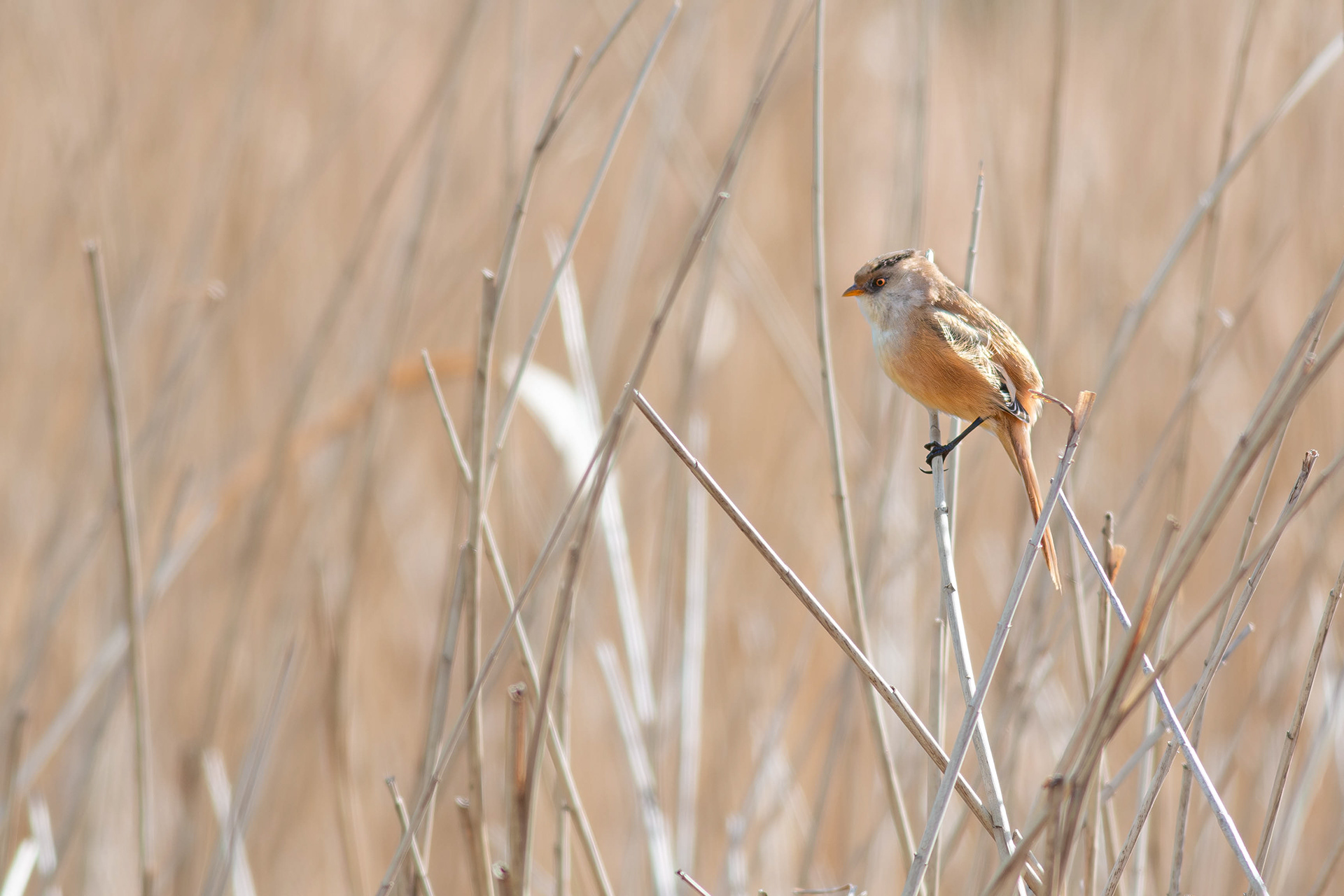 Bearded Reedling (formerly Bearded Tit) female
