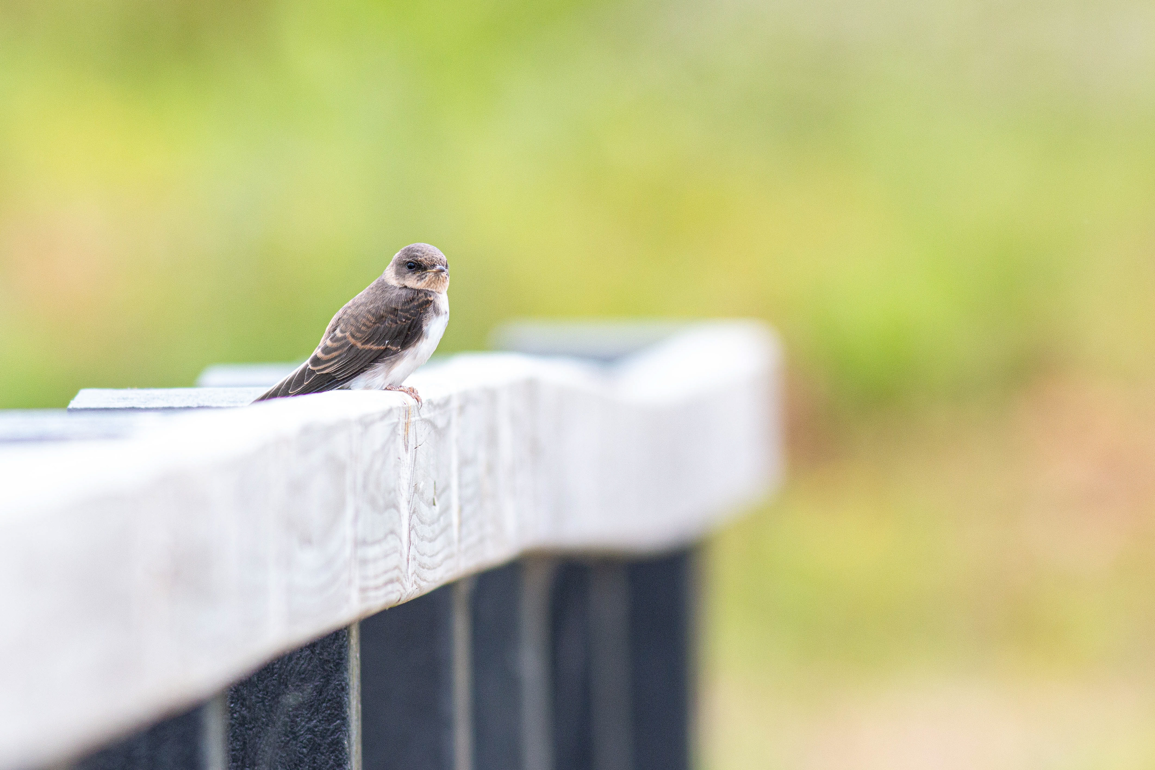 Sand Martin young bird