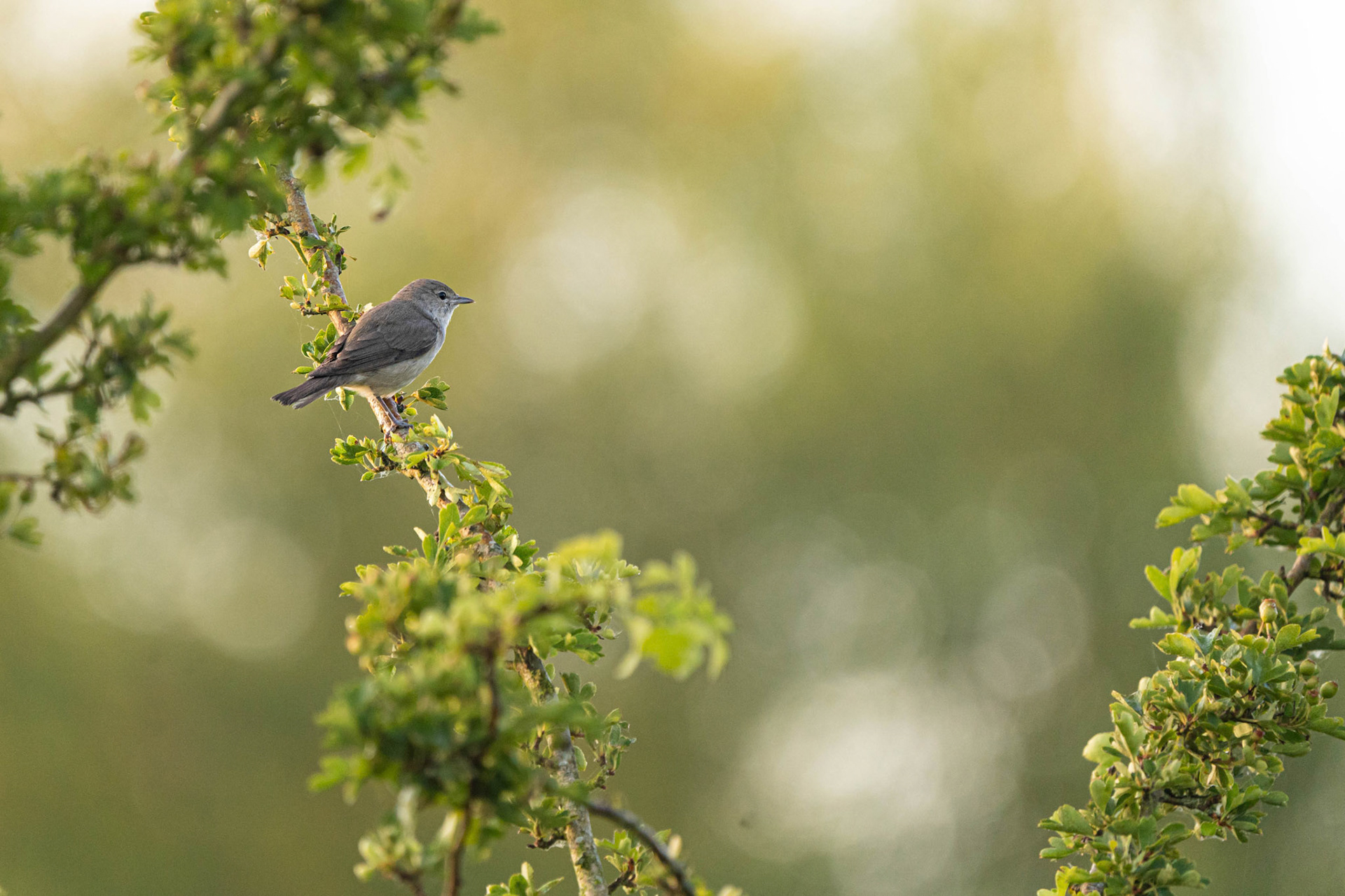 Garden Warbler