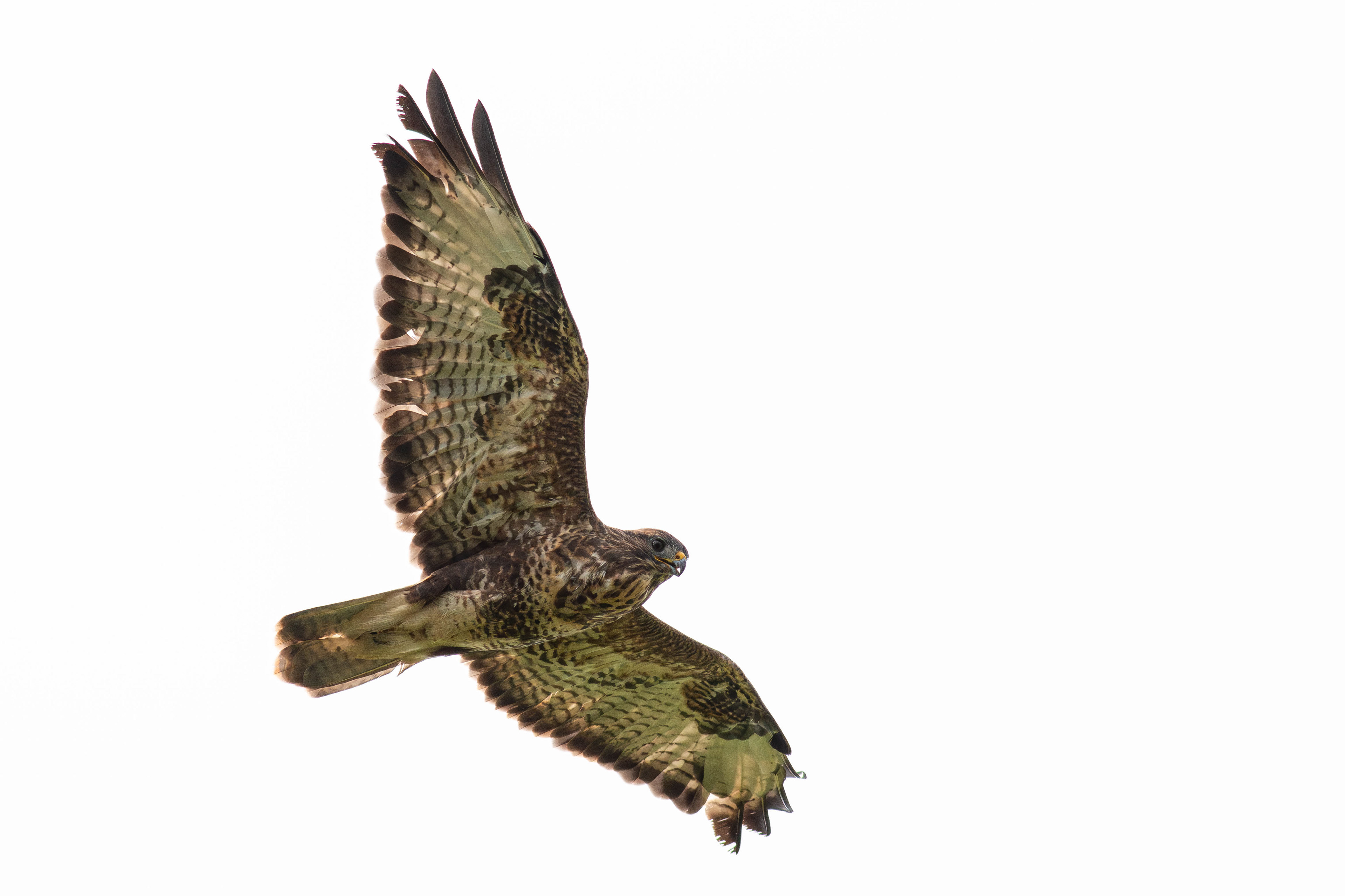 Common Buzzard