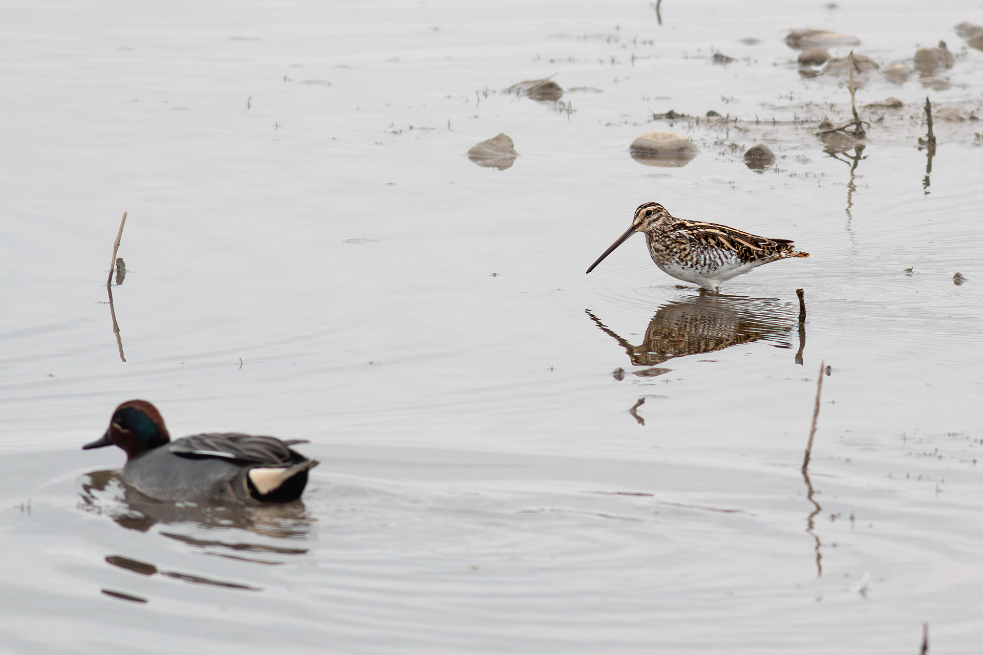 Common Snipe (Right, with teal)