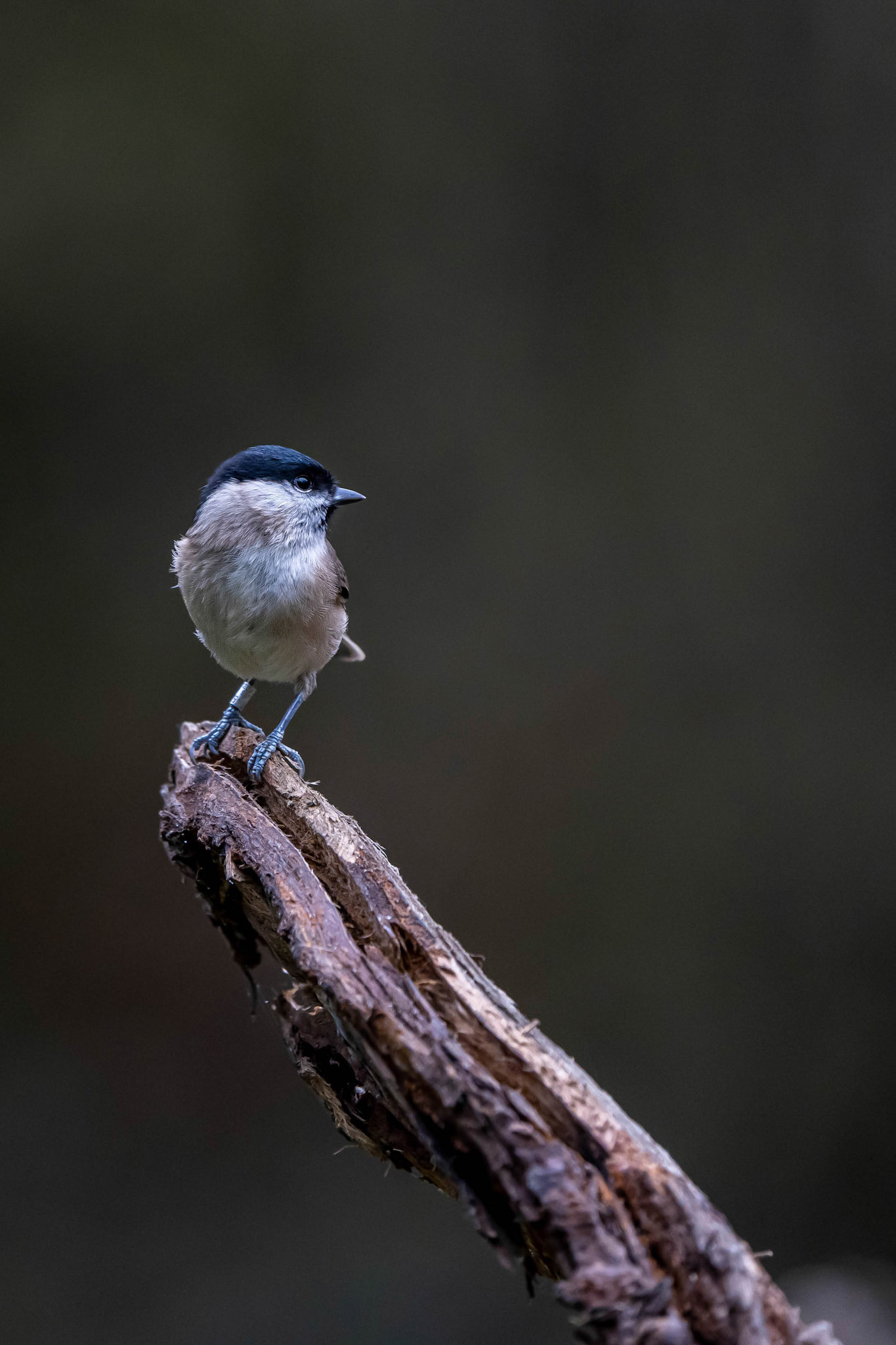 Marsh Tit