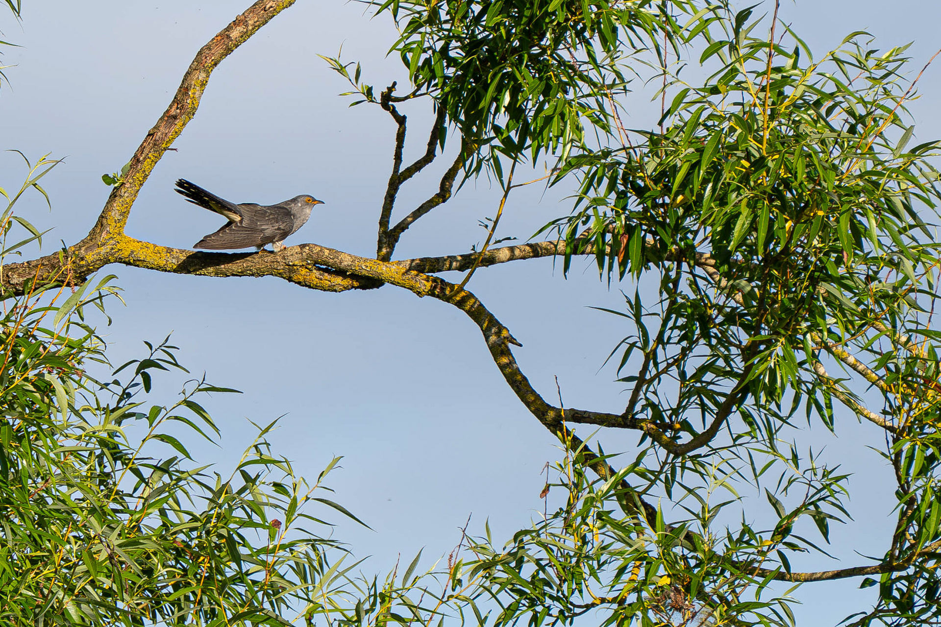 Common Cuckoo