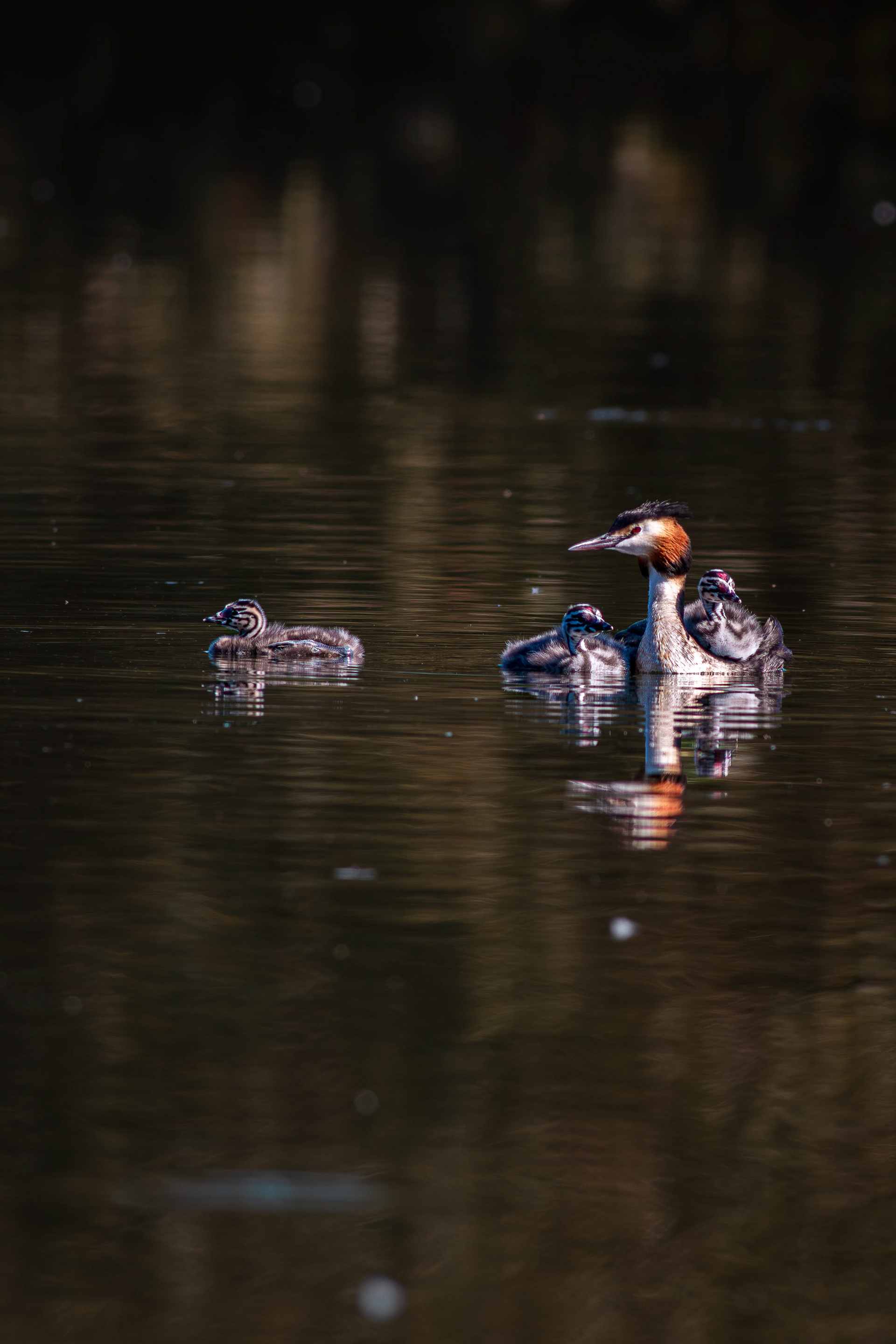 Great Crested Grebe adult and chicks (humbugs)