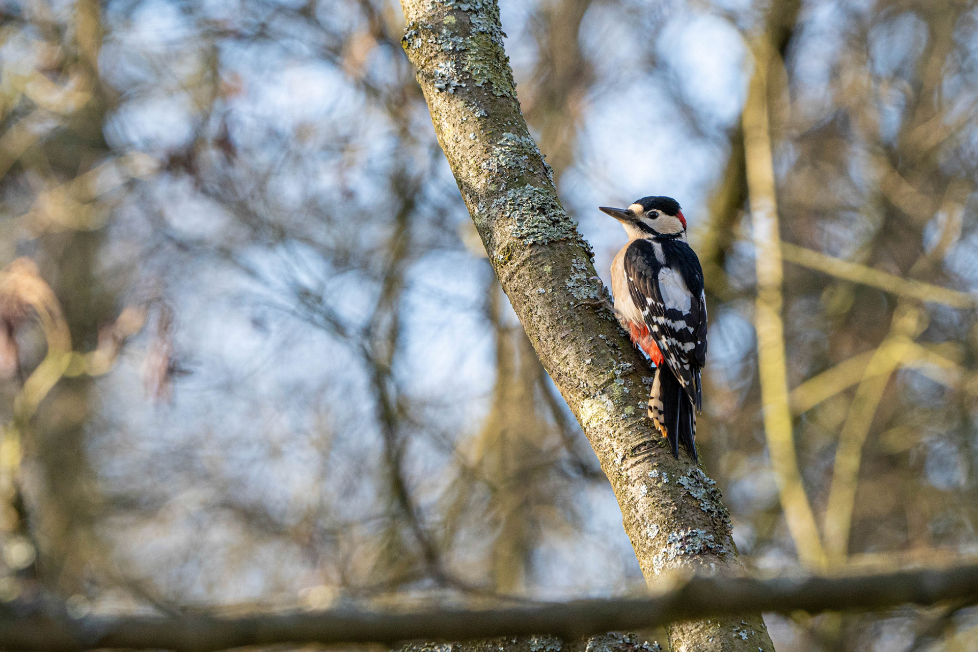 Great Spotted Woodpecker