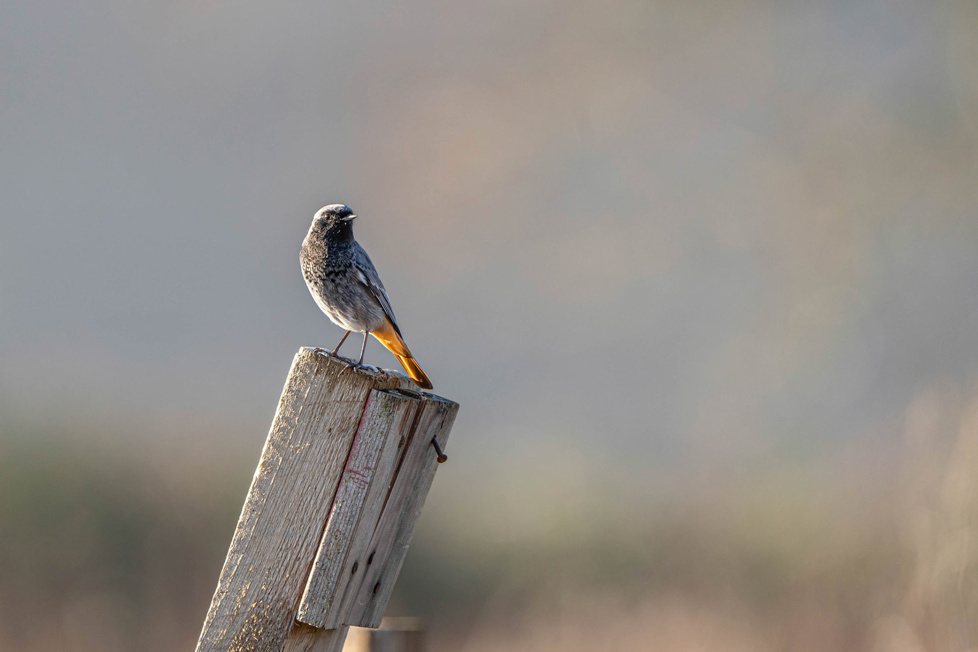 Black Redstart