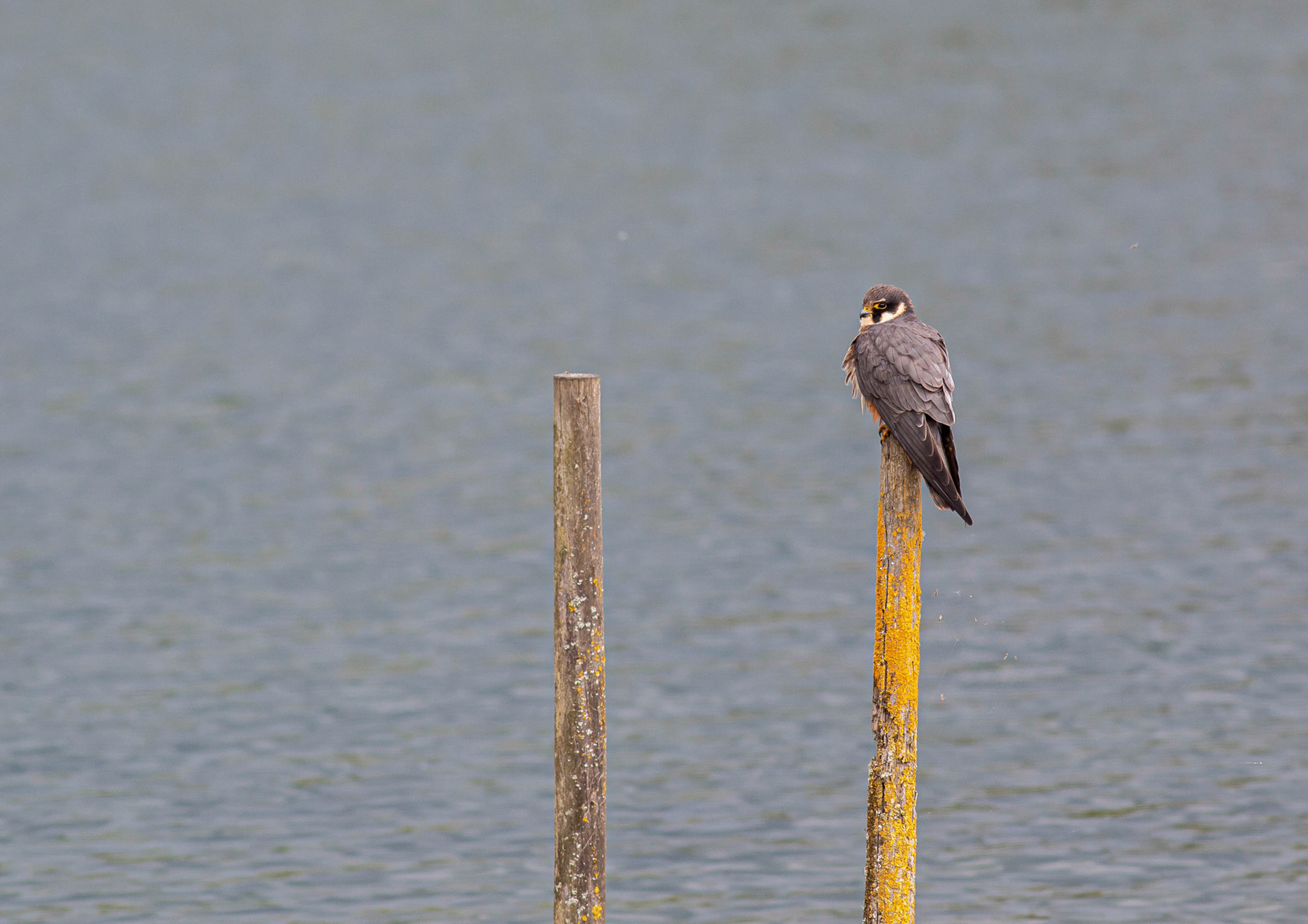 Eurasian Hobby
