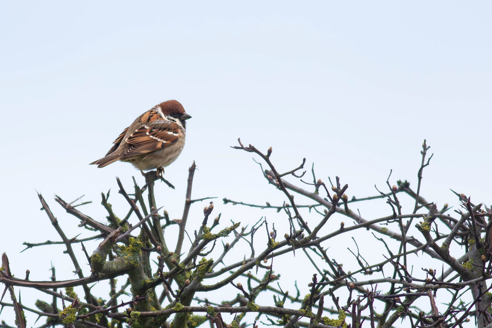 Tree Sparrow