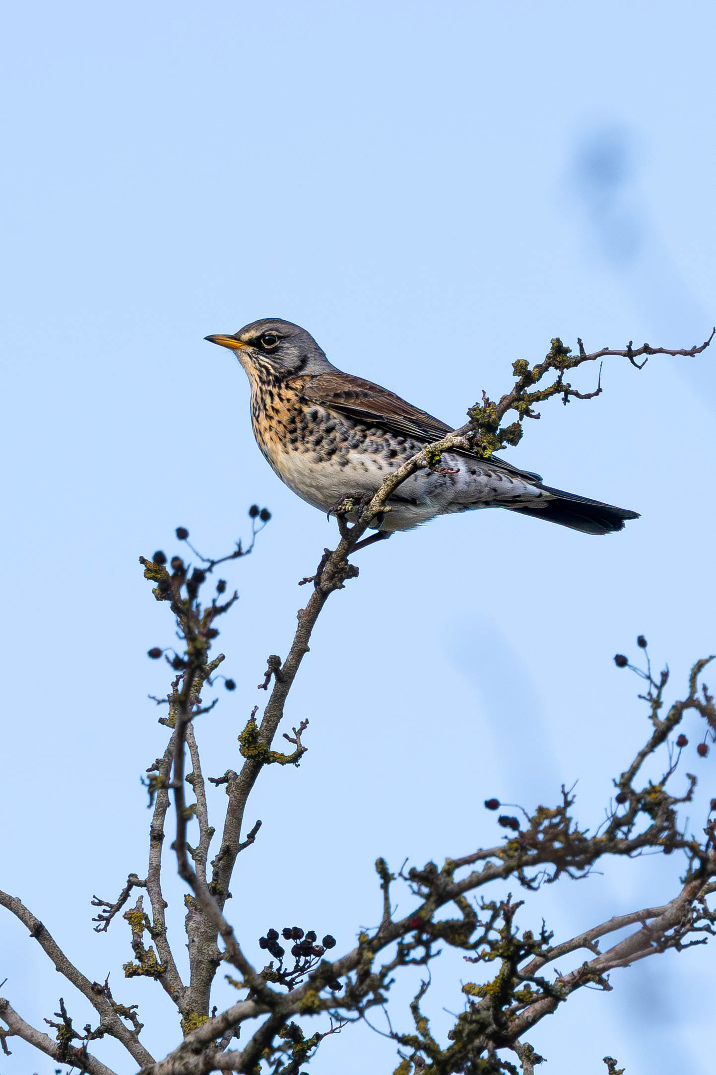 Fieldfare