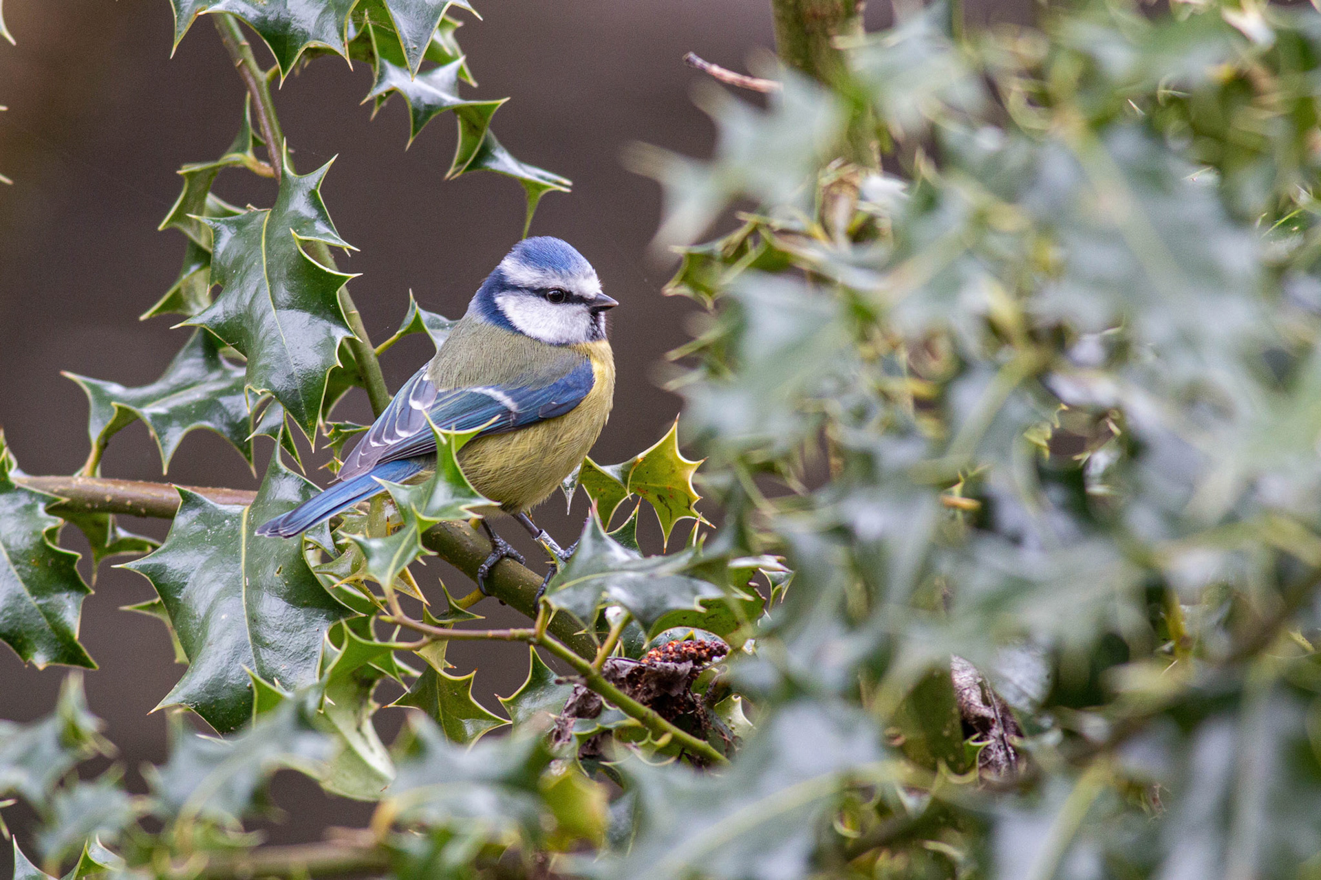 Blue Tit