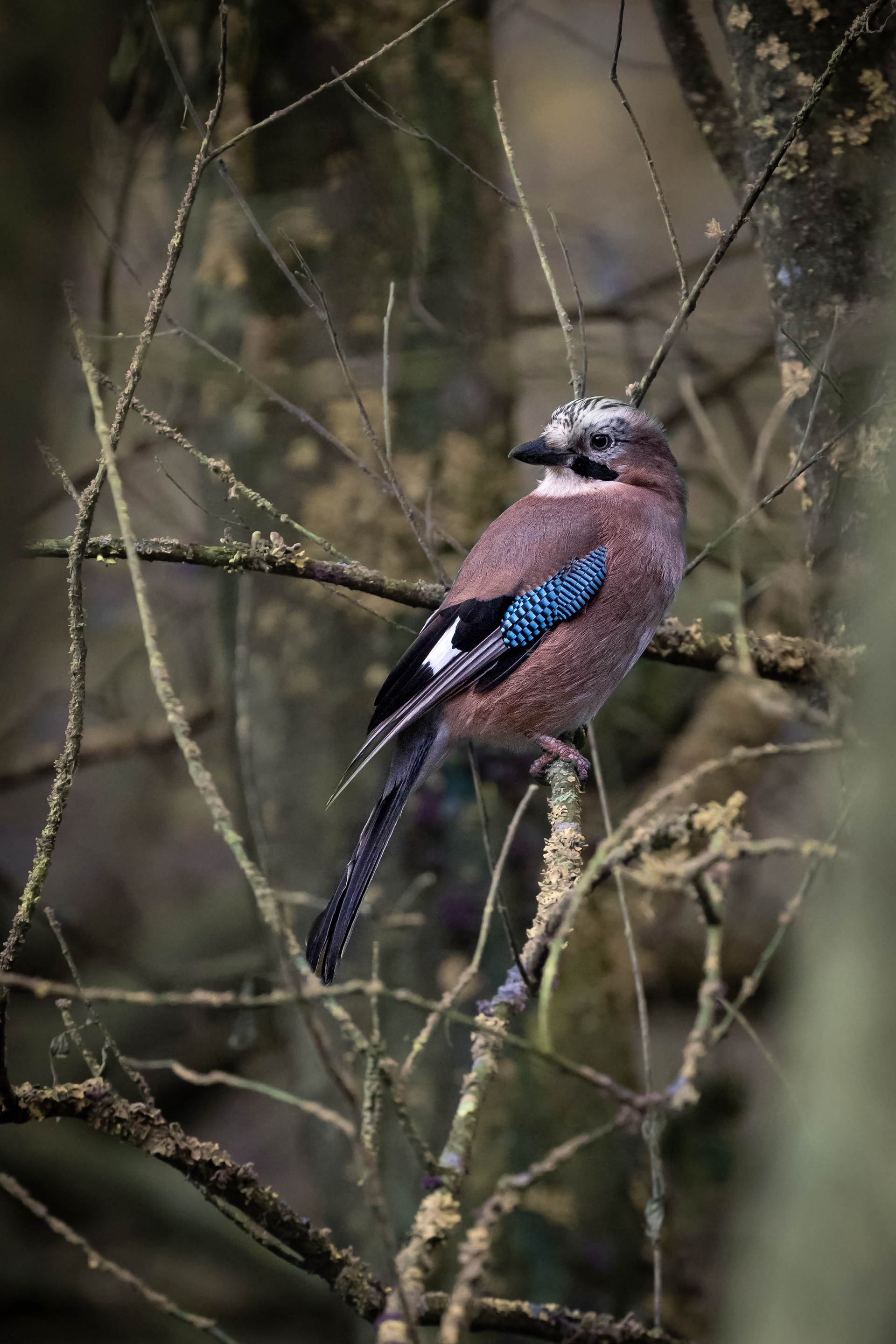Eurasian Jay